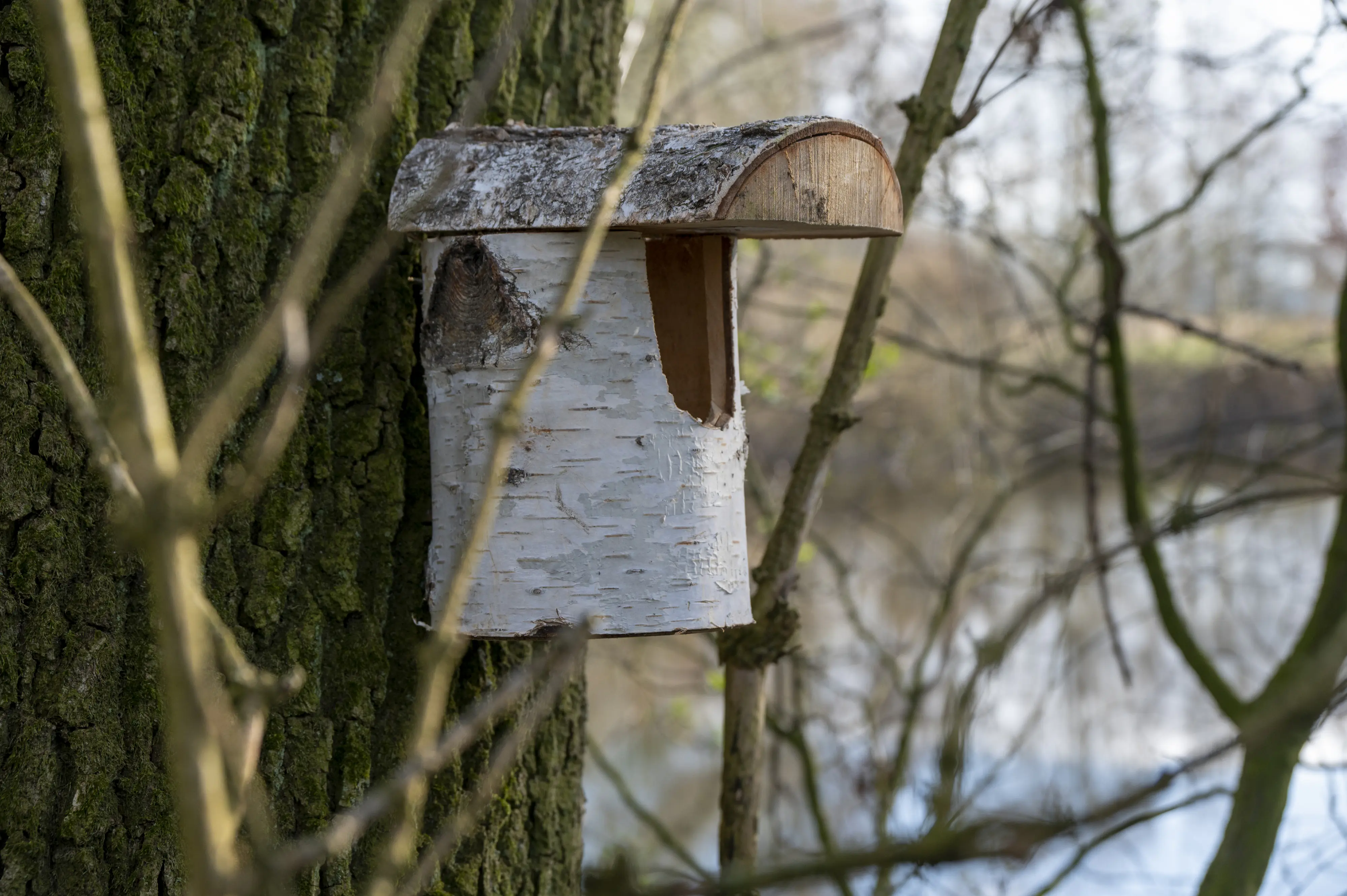 Dobar Nistkasten aus Birkenholz Einflugloch 80 mm 14 x 22 x 24 cm
