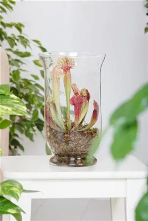 Fleischfressende Pflanzen Schlauchpflanze Mix H 30 cm 16 cm Terracotta Topf Fleischfressende Pflanzen Schlauchpflanze Mix H 30 cm 16 cm Terracotta Topf