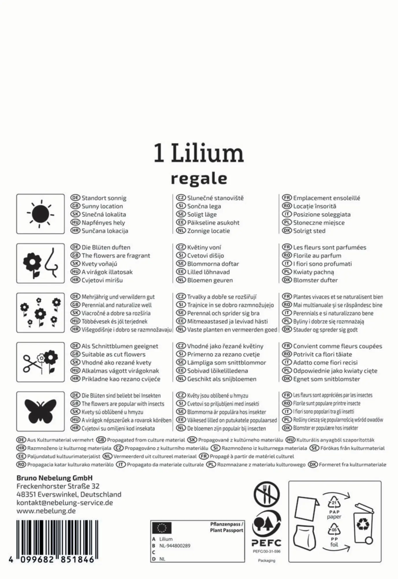 Kiepenkerl Herbstblumenzwiebel Profi-Line Trompetenlilie Lilium regale 1 Stück