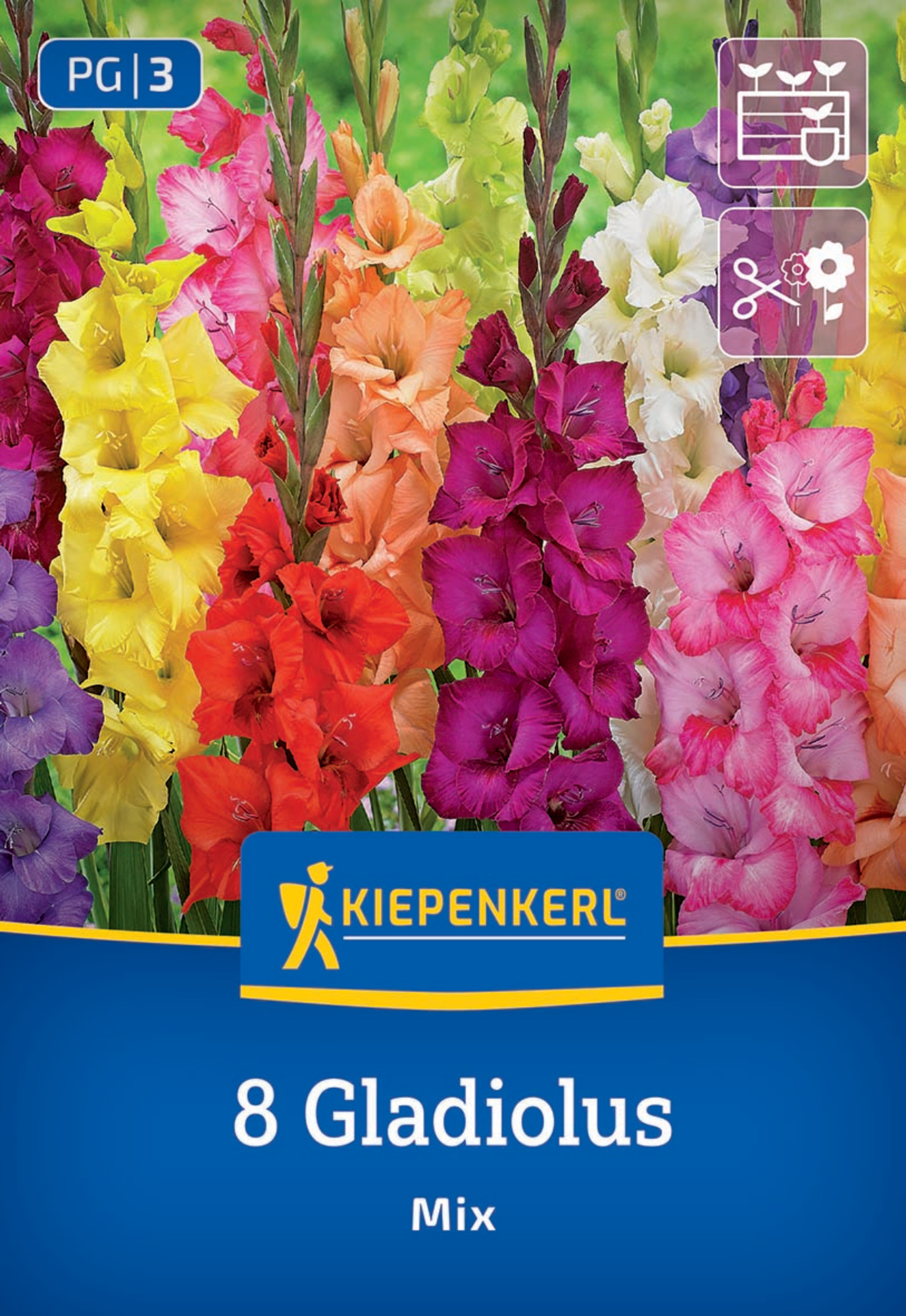 Kiepenkerl Frühjahrsblumenzwiebel Großblumige Gladiole Holländische Mischung 8 Stück