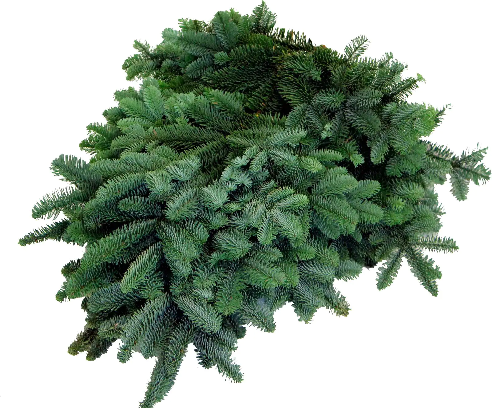 Nobilistannen Schnittgrün ca 2,5 kg