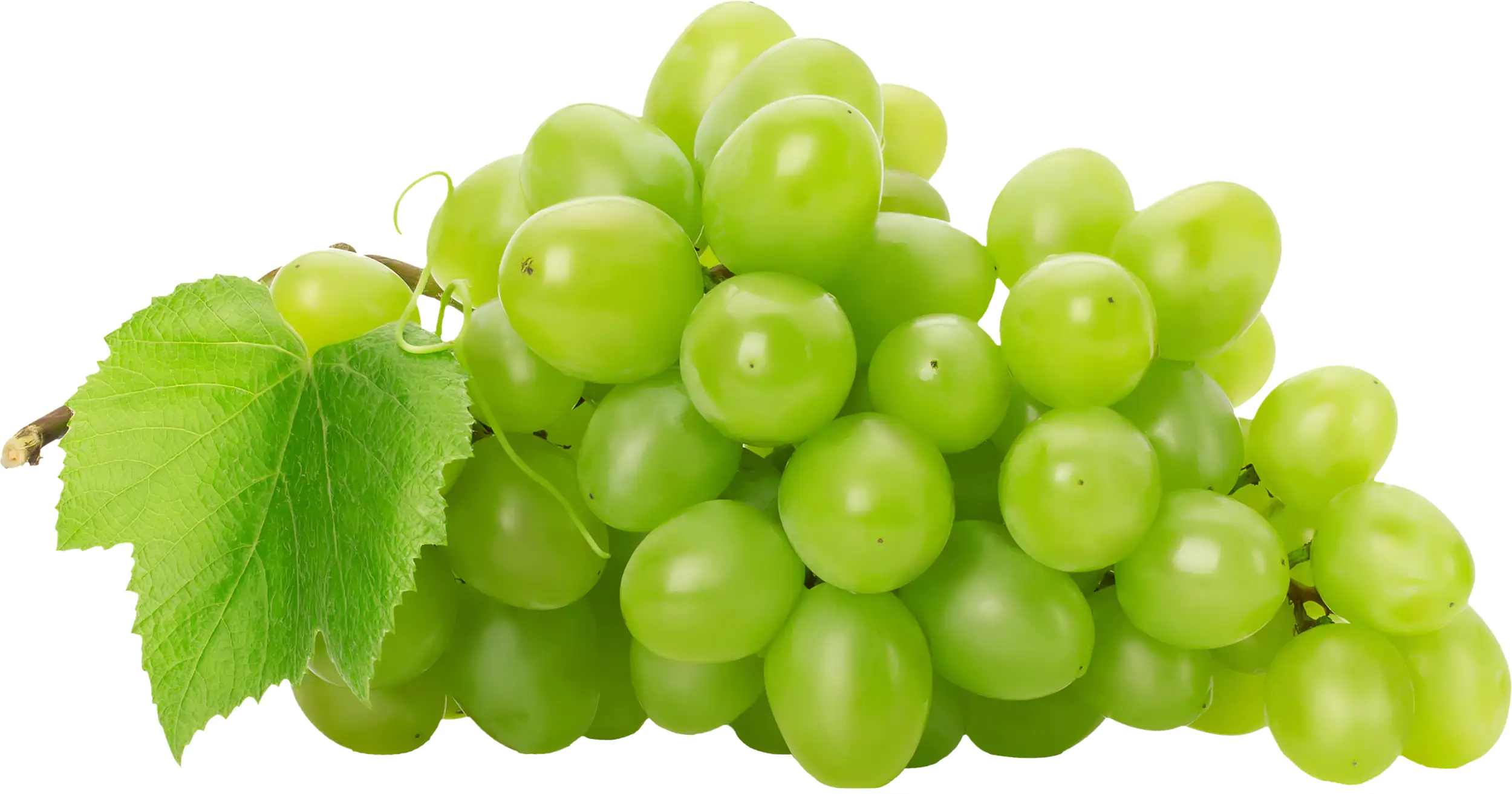 Weinrebe Vitis Vinifera H 55 cm 22 cm Topf