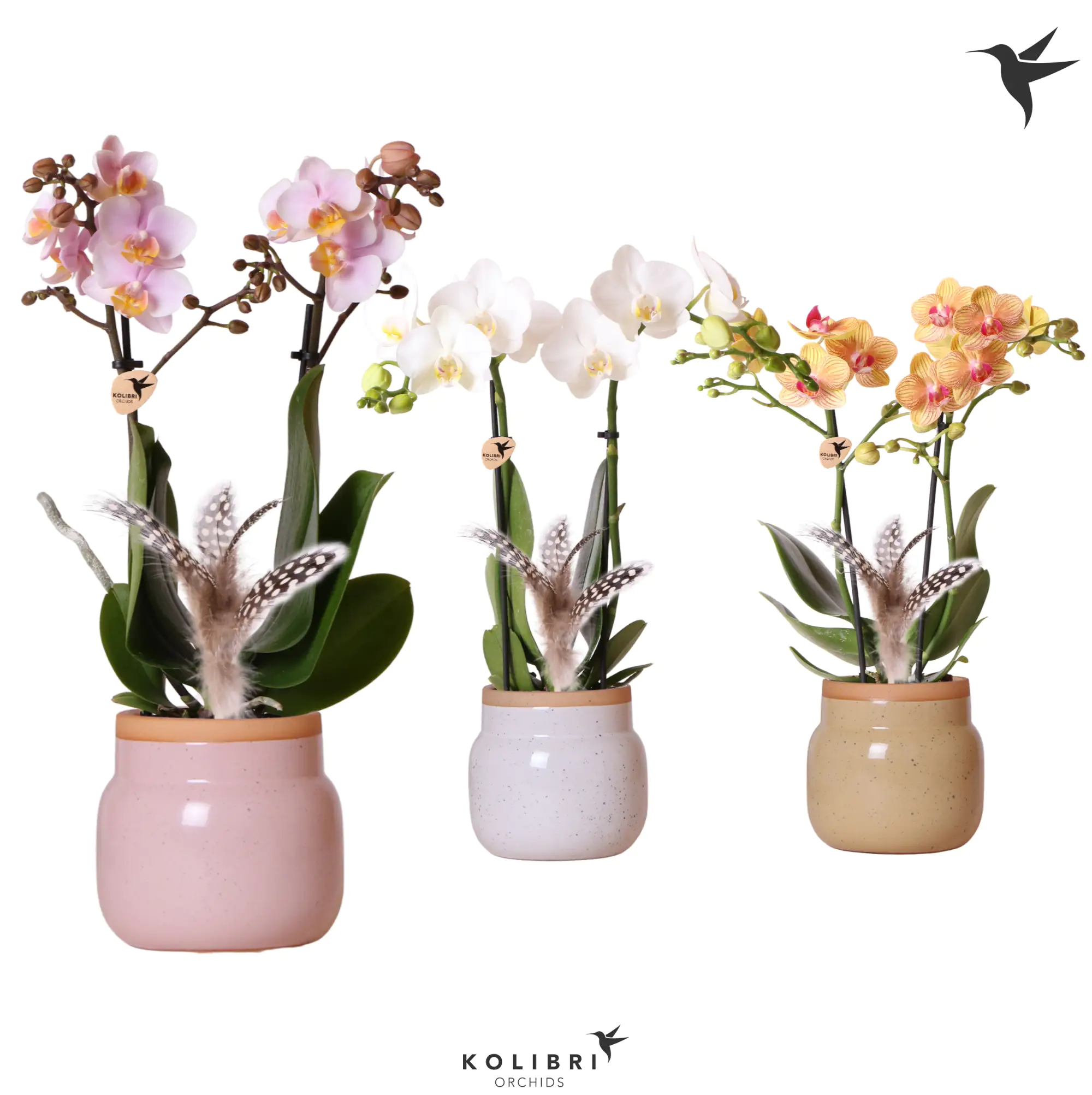 Arrangement Indoor Phalaenopsis Orchideen 2 Trieber khaki 9 cm Keramiktopf