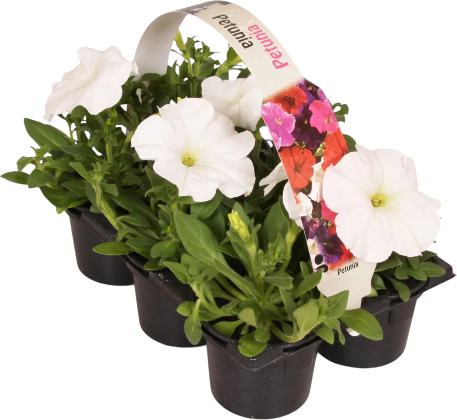 Beet- und Balkonpflanzen 6er Pack Beet- und Balkonpflanzen 6er Pack