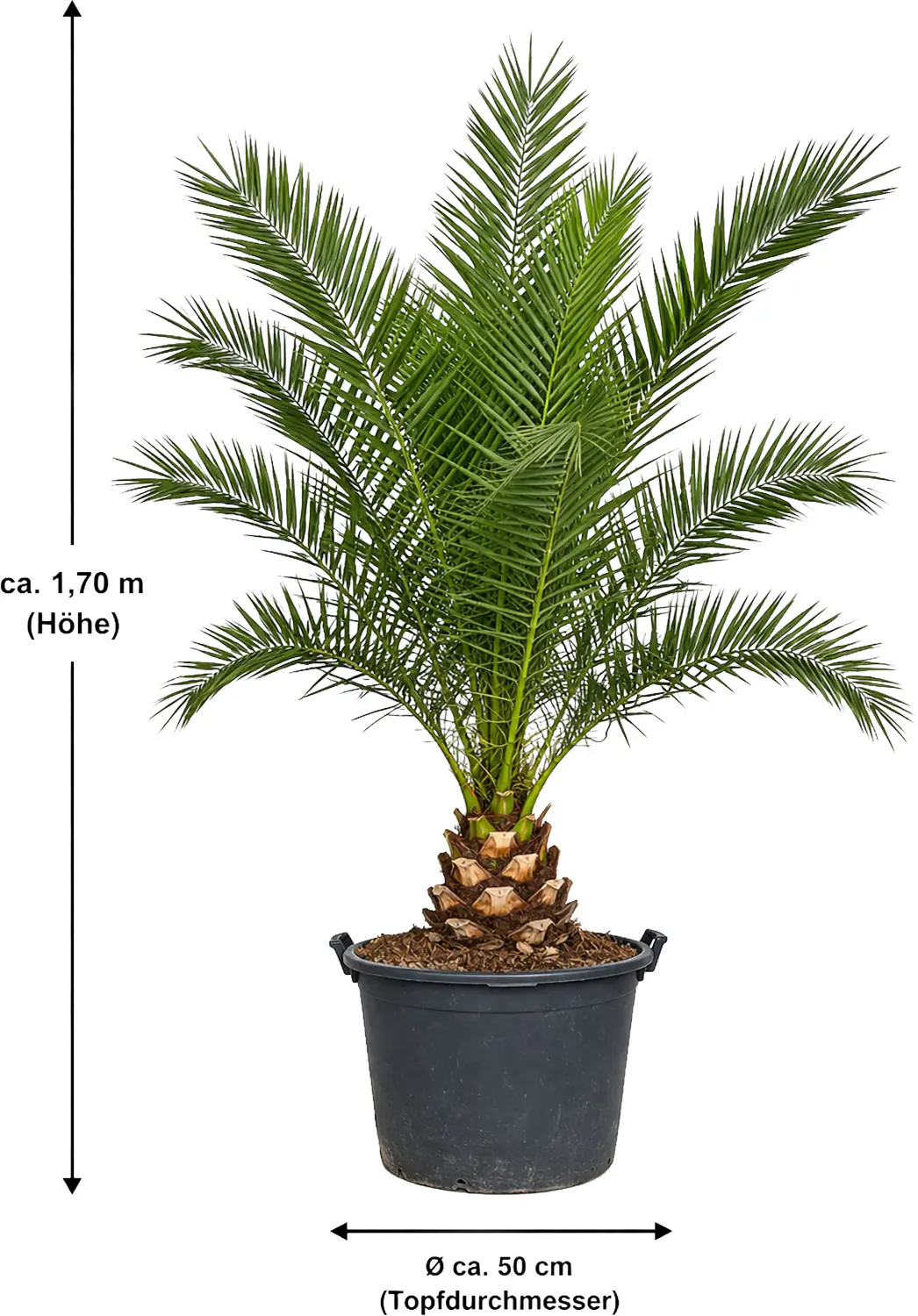 Dattelpalme Phoenix canariensis 50 cm Topf