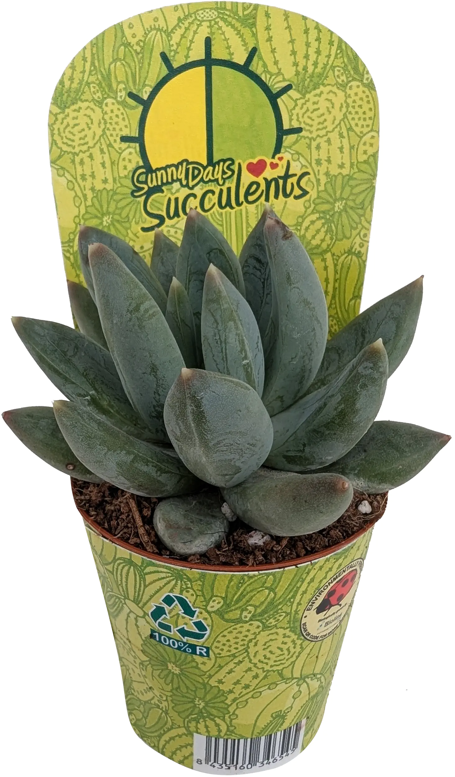 Cactaceae Sukkulenten im 5,5 cm Topf