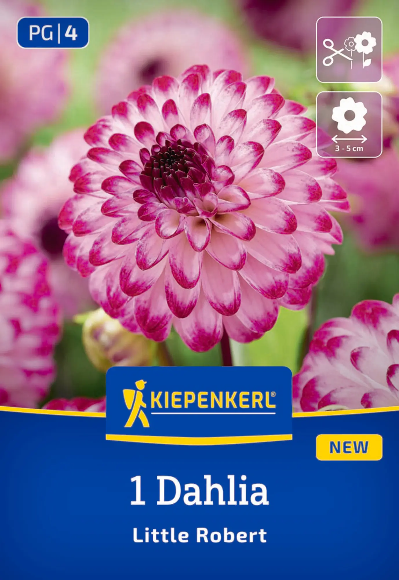 Kiepenkerl Frühjahrsblumenzwiebel Pompon-Dahlie Little Robert 1 Stück