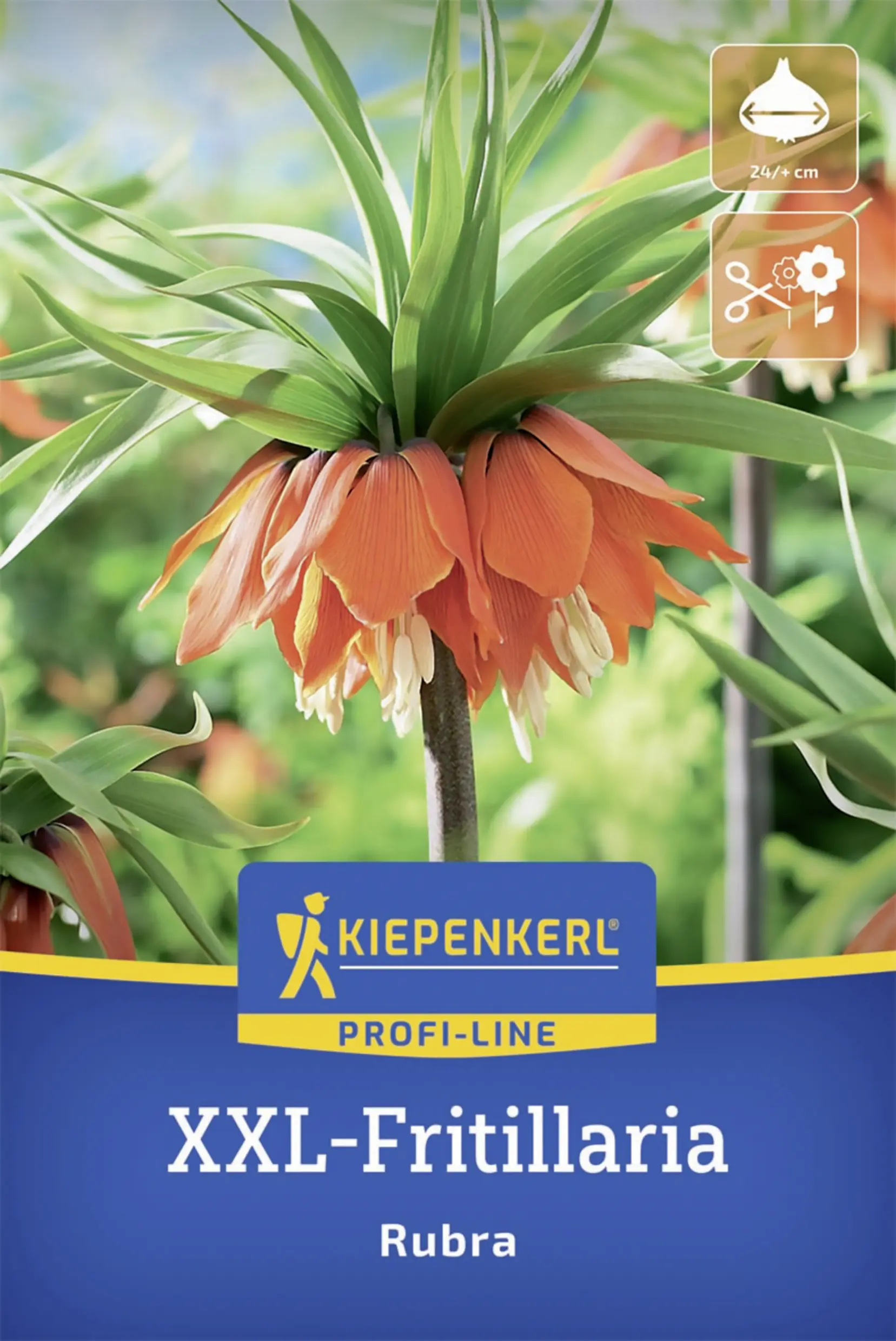 Kiepenkerl Kaiserkrone Rubra rot 1 Stück