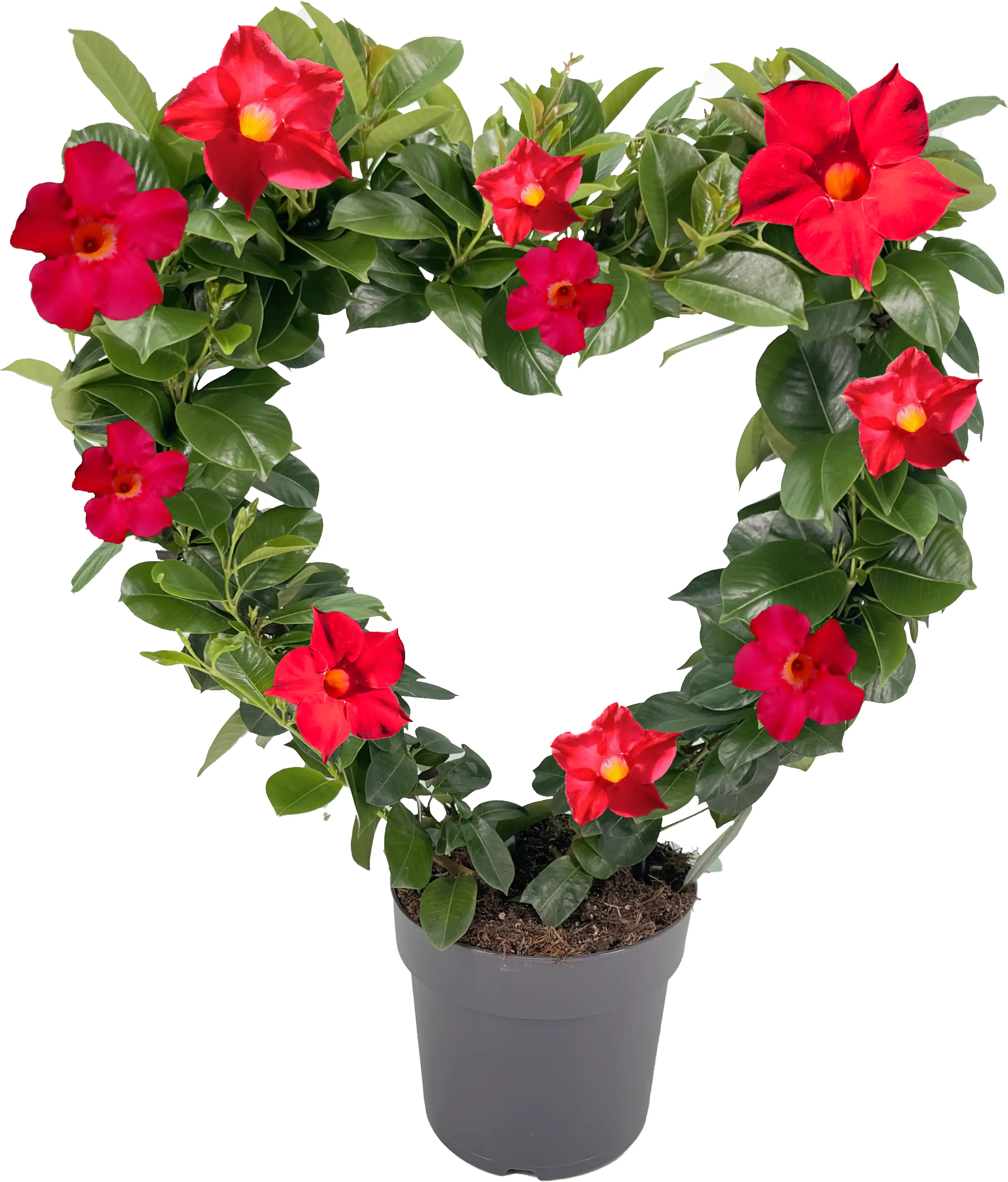 Dipladenie in Herzform 17 cm Topf ca. 55 cm hoch