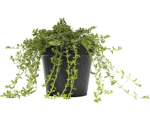 Winterbohnenkraut Satureja Montana H 25 cm 14 cm Topf