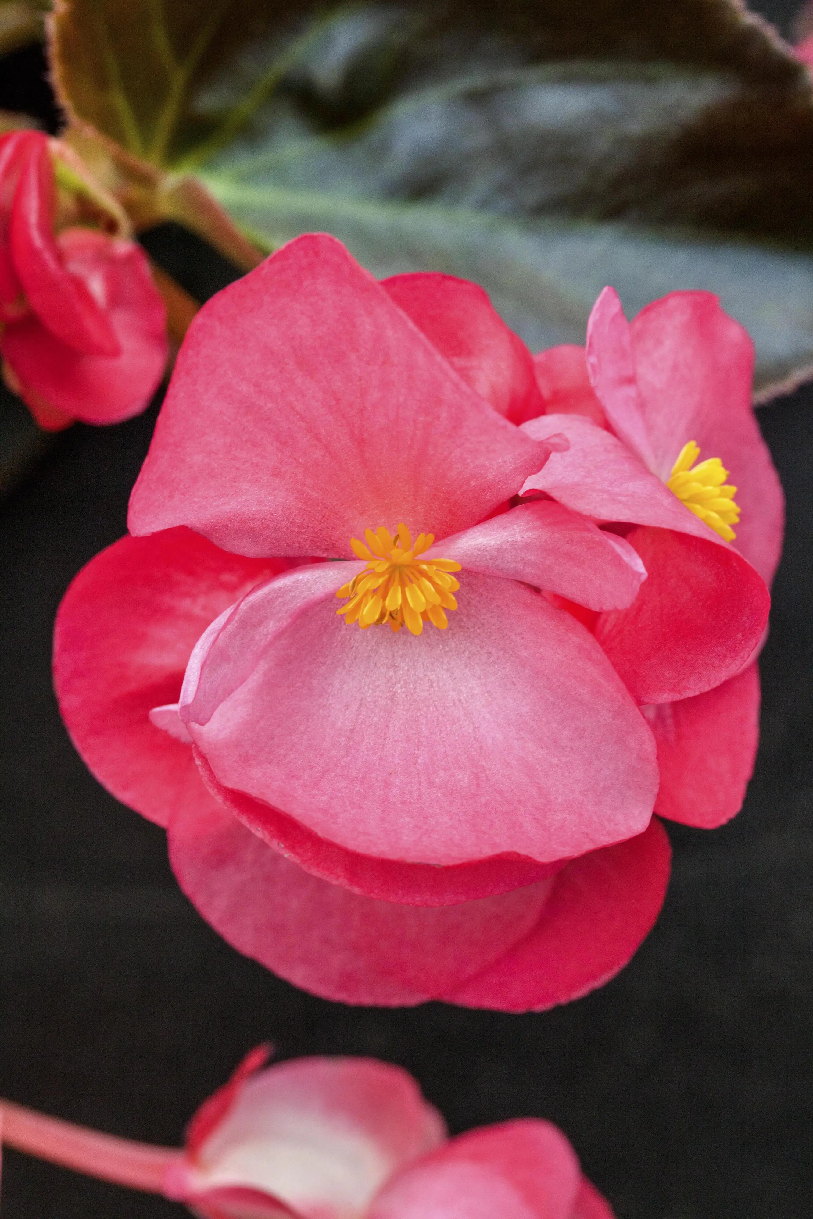 Beetpflanzen 10er Pack Begonie Begonia Semperflorens H 10 cm 