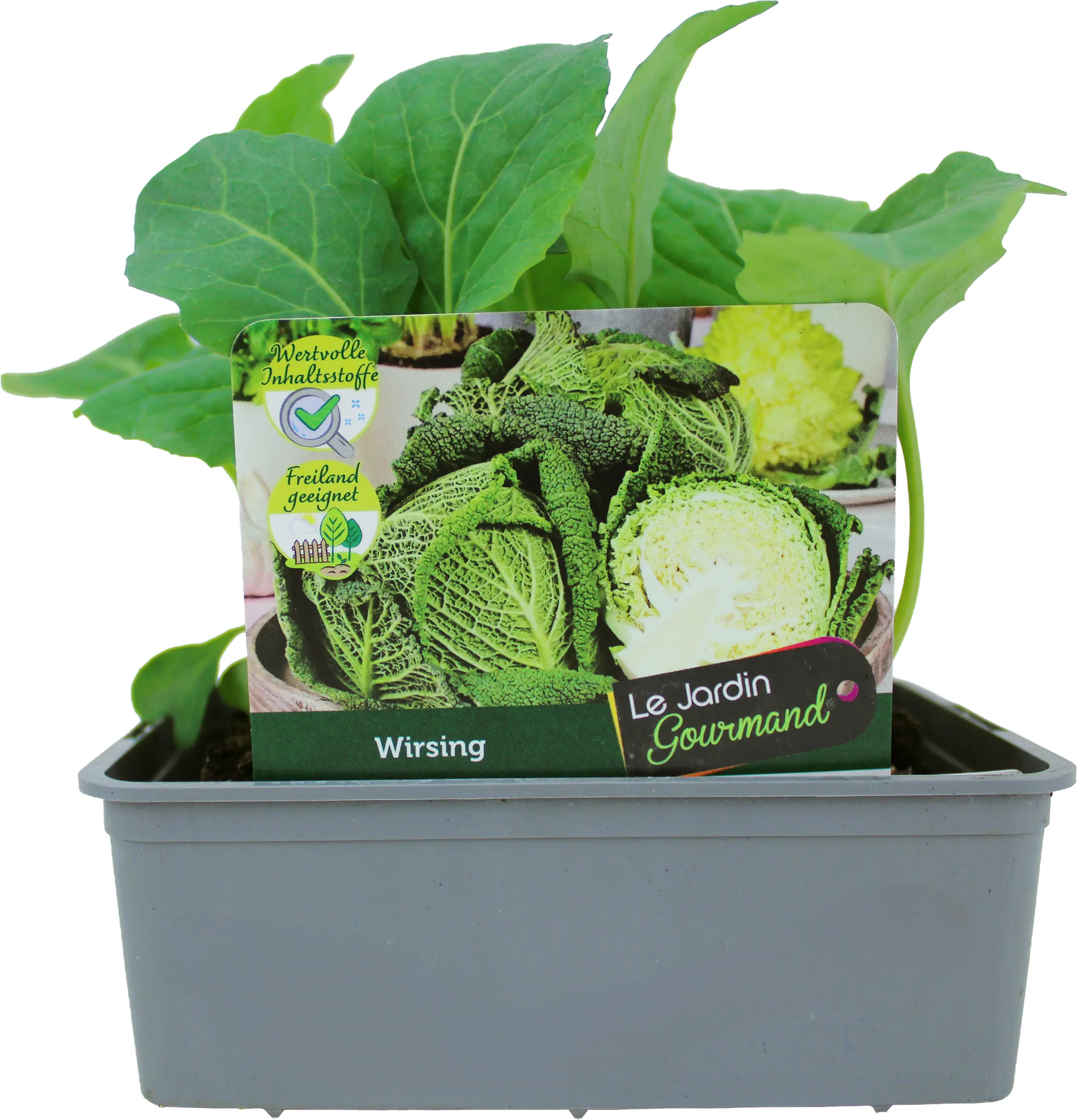 Kohlgemüse"Le Jardin Gourmand" Wirsing 6er Schale