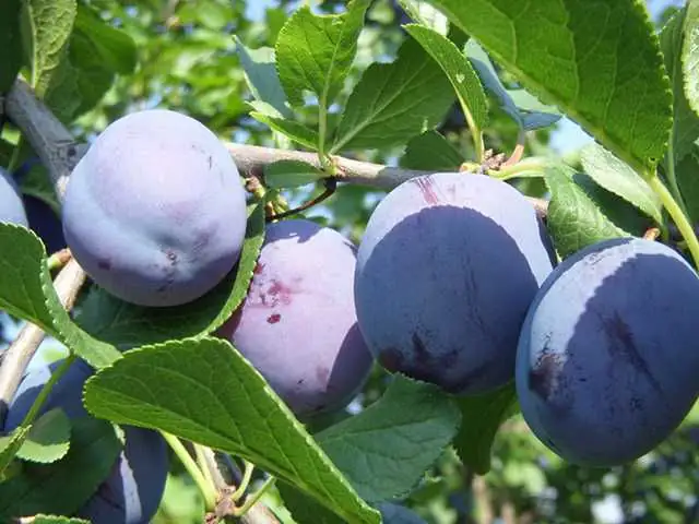 Pflaumenbaum Elena 7,5 L Container