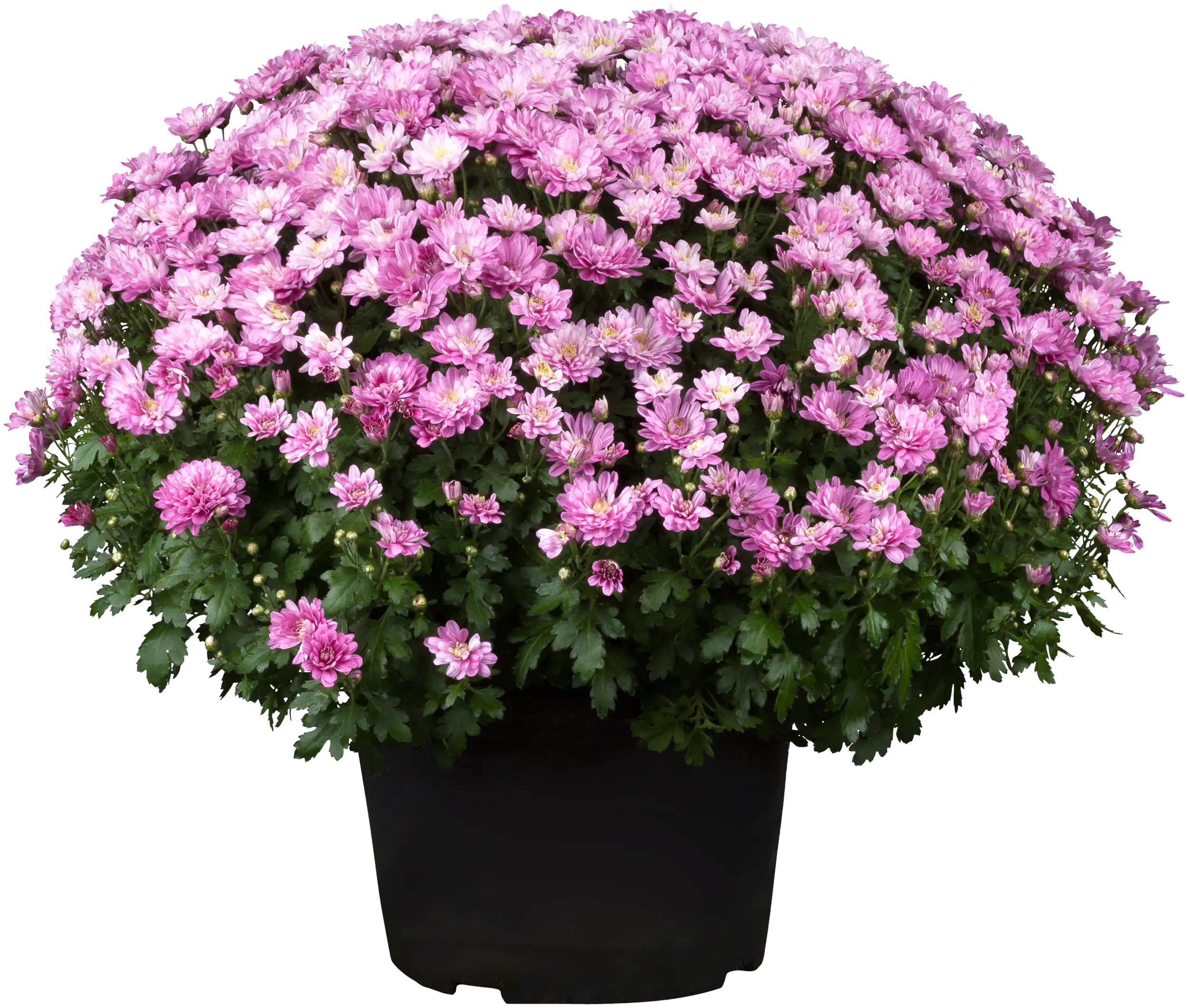 Chrysanthemen Busch 19 cm Topf kaufen Globus Baumarkt