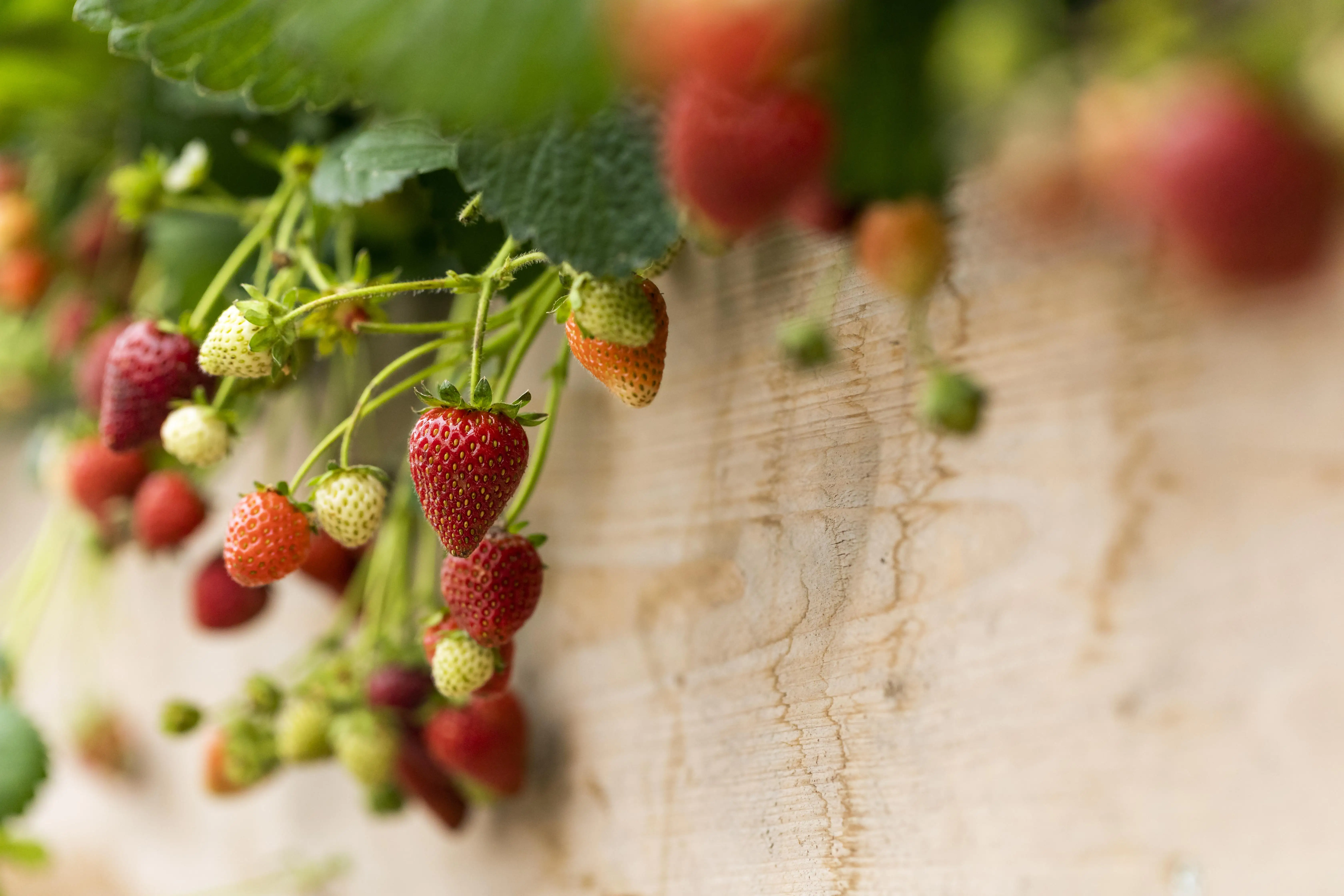 8717432251734_01 Erbeere Fragaria 21 cm Topf