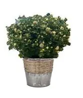 Chrysantheme Chrysanthemum im 19 cm Korb