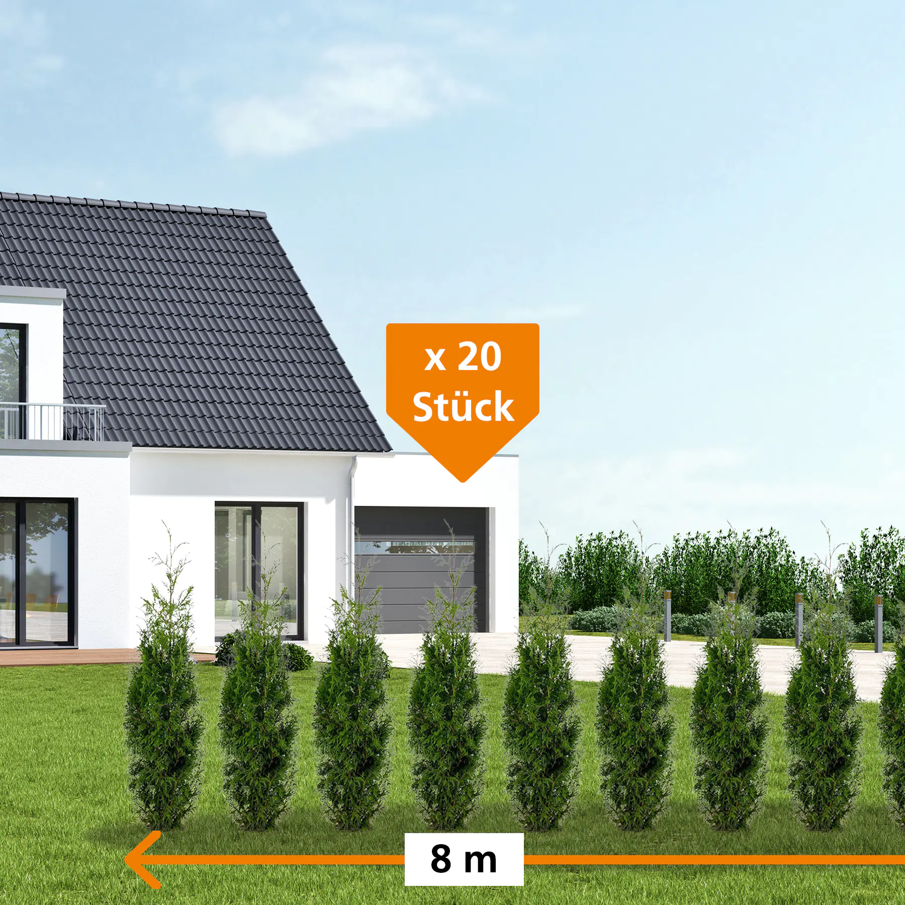 Lebensbaum Thuja plicata Martin H 120 - 140 cm, 20 Stück