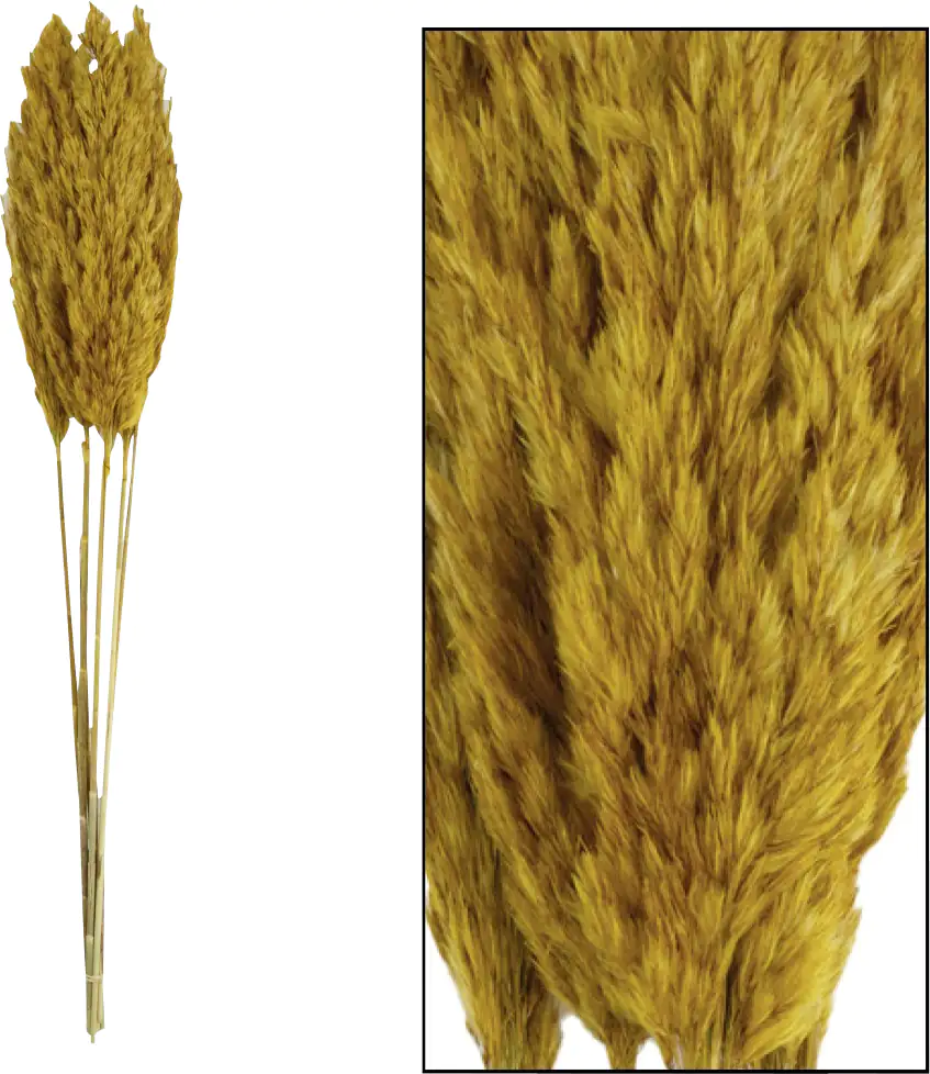 Dijk Schilf Feder ocker 84 x 10 x 6 cm