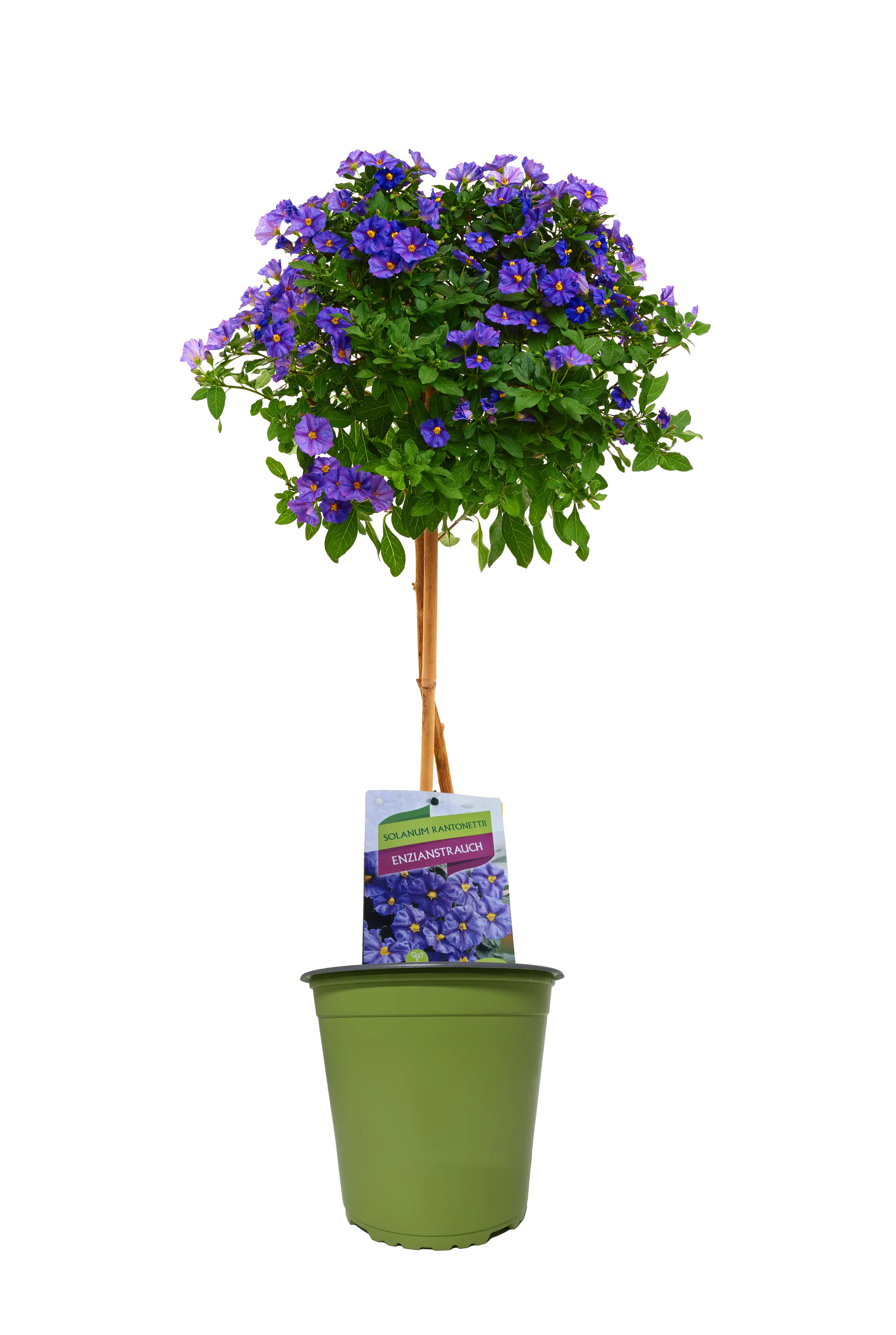 Sommerflor Kübelpflanzen Stamm 19 cm