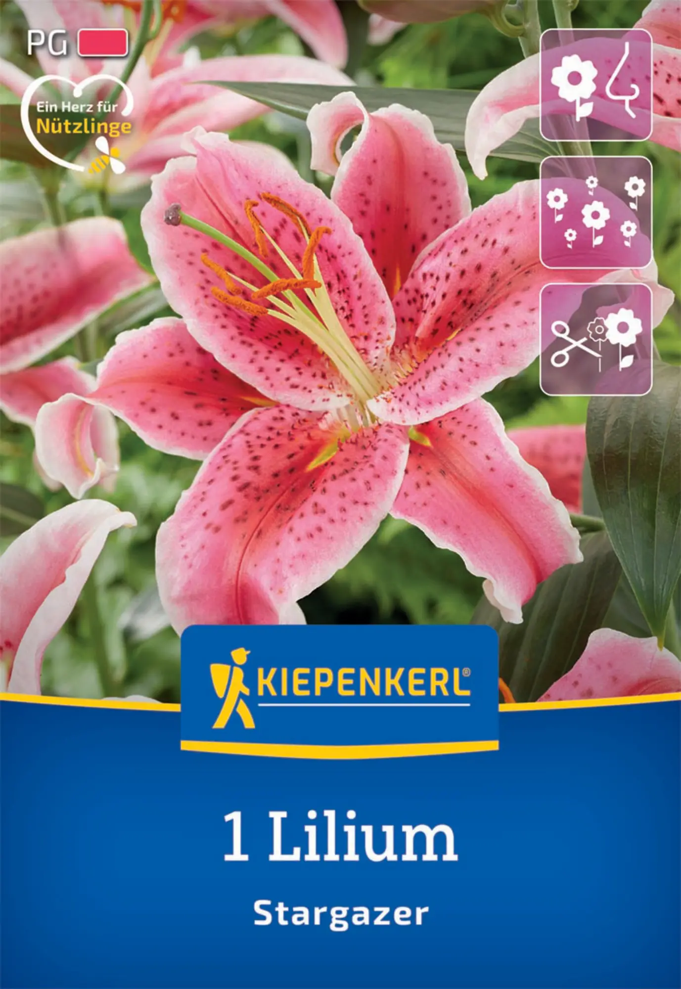 Kiepenkerl Herbstblumenzwiebel Oriental-Lilie Stargazer 1 Stück