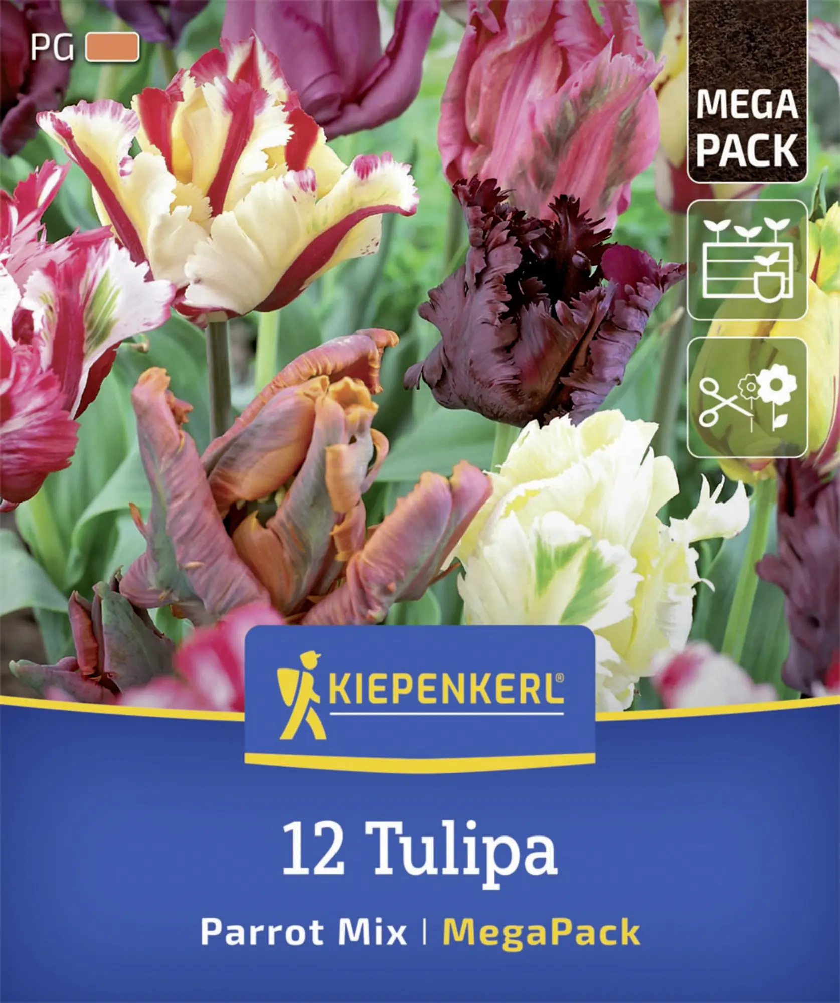 Kiepenkerl Herbstblumenzwiebelmischung Mega-Pack Papageien-Tulpen 12 Stück