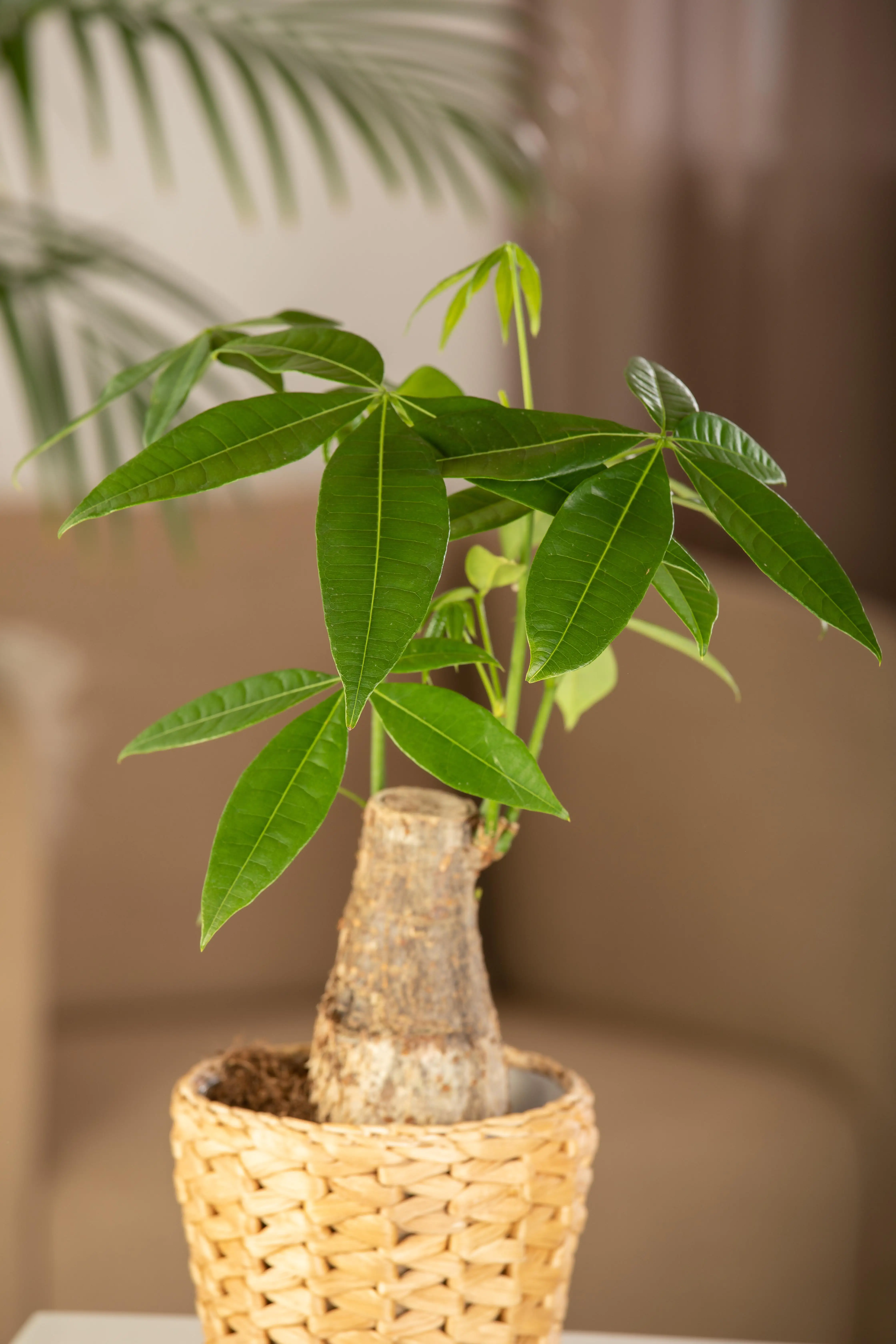 Glückskastanie Pachira aquatica Trunk H ca. 45 cm 14 cm Topf