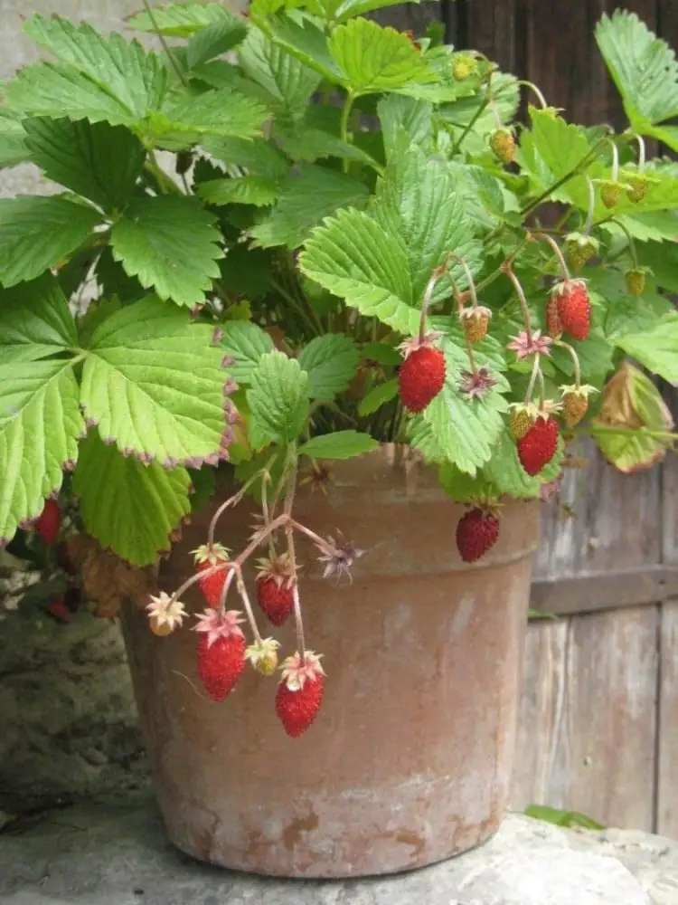 Erdbeere "Waldfee" 9 cm Topf