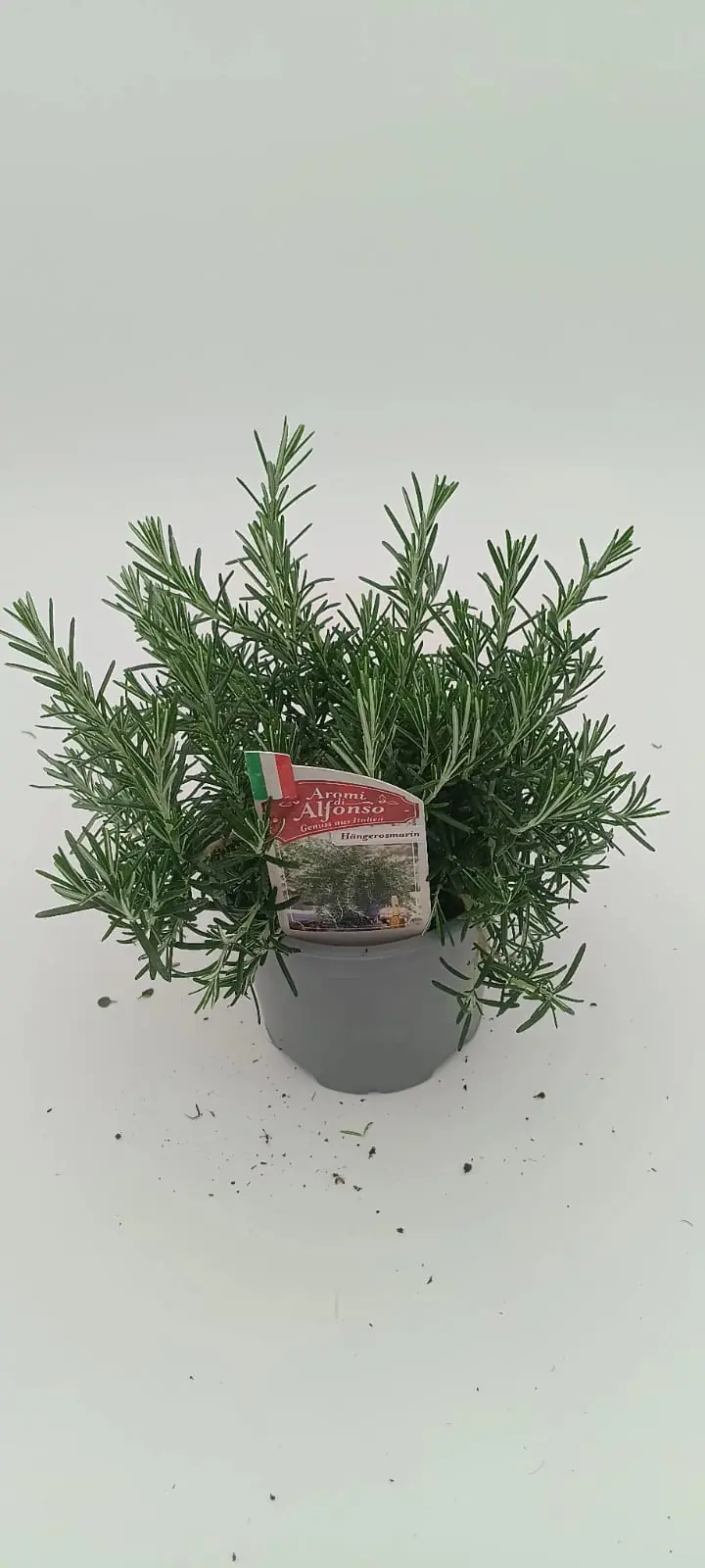 Aroma-Rosmarin Rosmarinus officinalis 'Aroma' 14 cm Topf