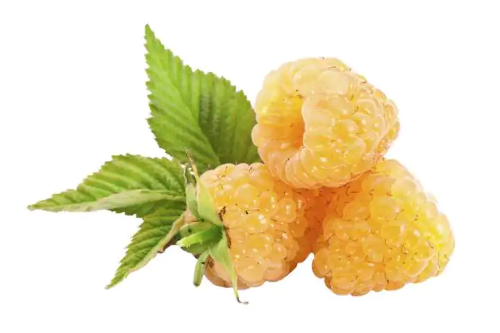 Bio Beerenobst Himbeere Rubus idaeus gelb 3 Liter Topf