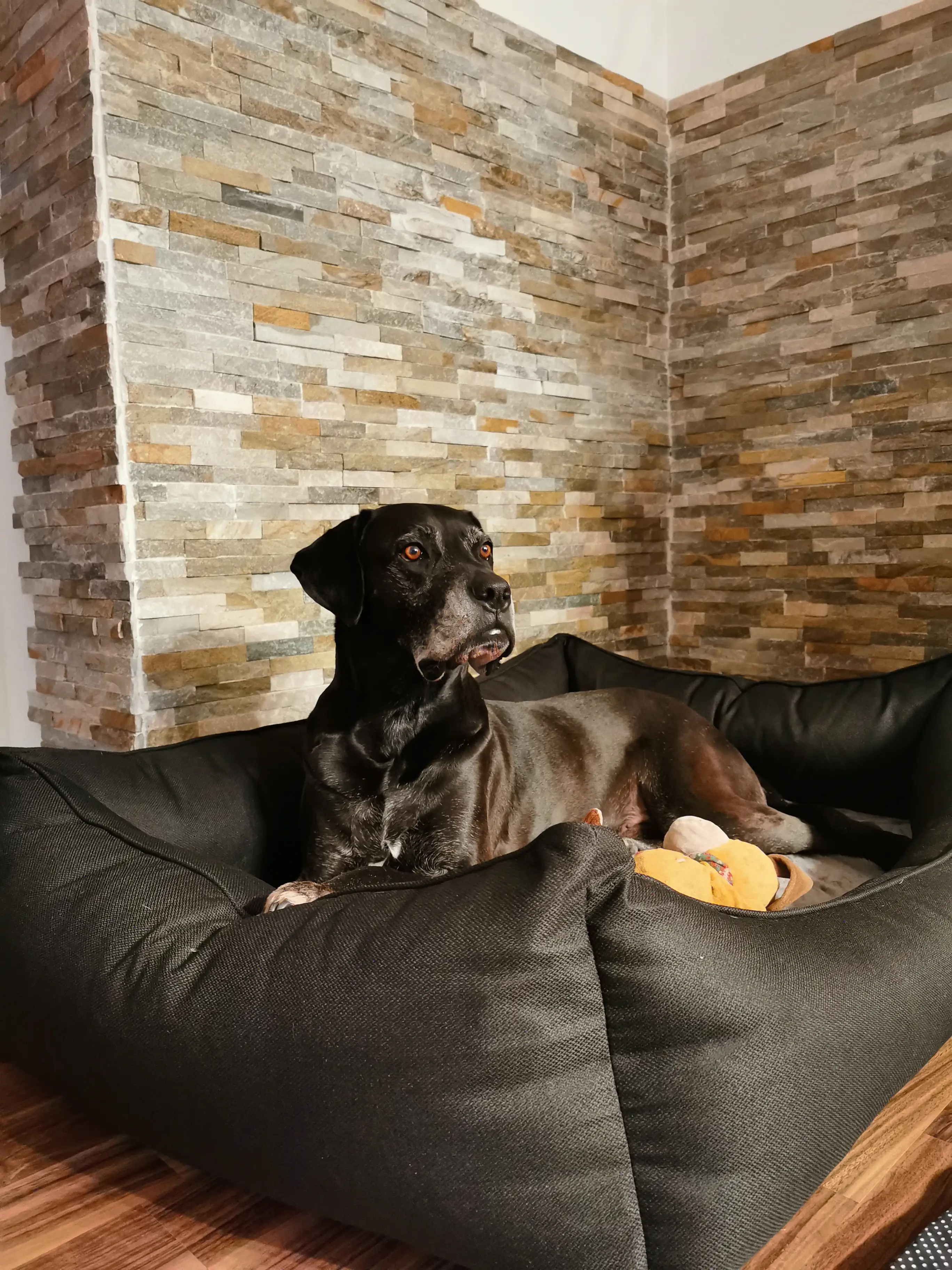 Lebon Orthopädisches Hundebett Noah Plus eckig schwarz