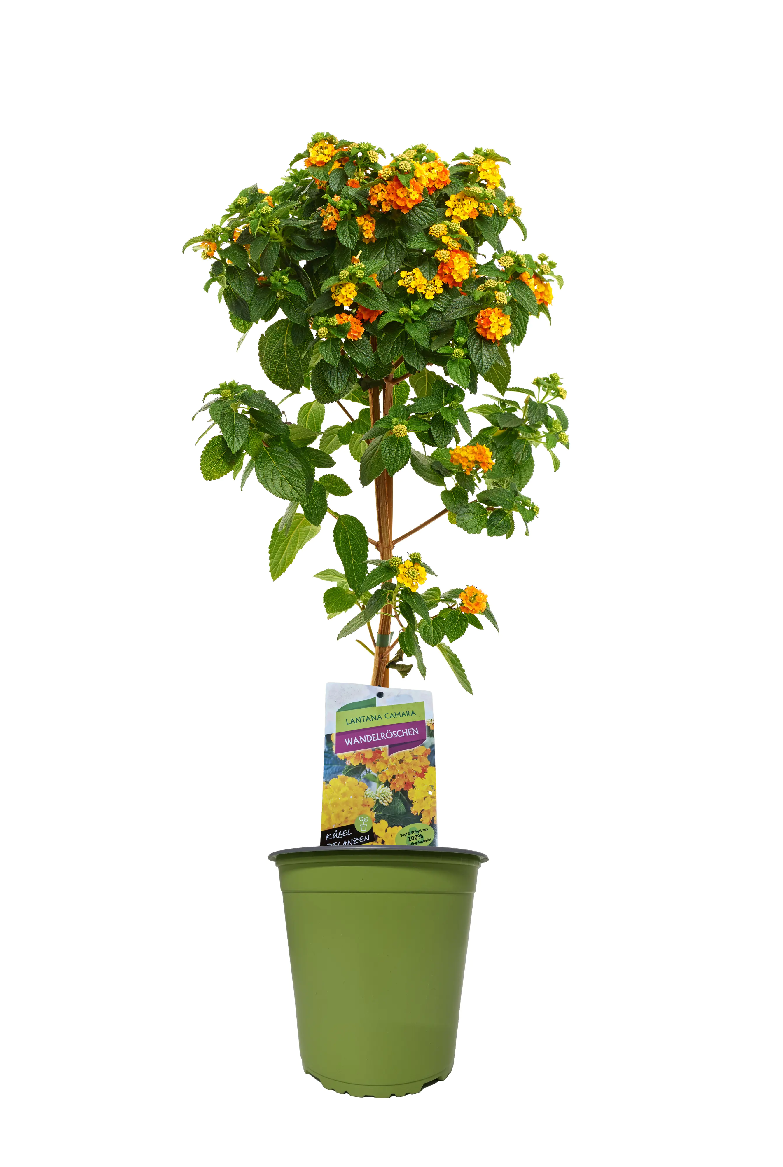 Sommerflor Kübelpflanzen Stamm 19 cm