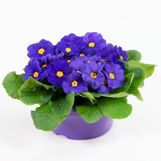 Primel Primula Acaulis 'Paradiso' H ca. 25 cm, 21 cm Schale Primel Primula Acaulis 'Paradiso' H ca. 25 cm, 21 cm Schale