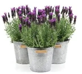 Schopflavendel Lavandula H 30 cm 15 cm Zinktopf