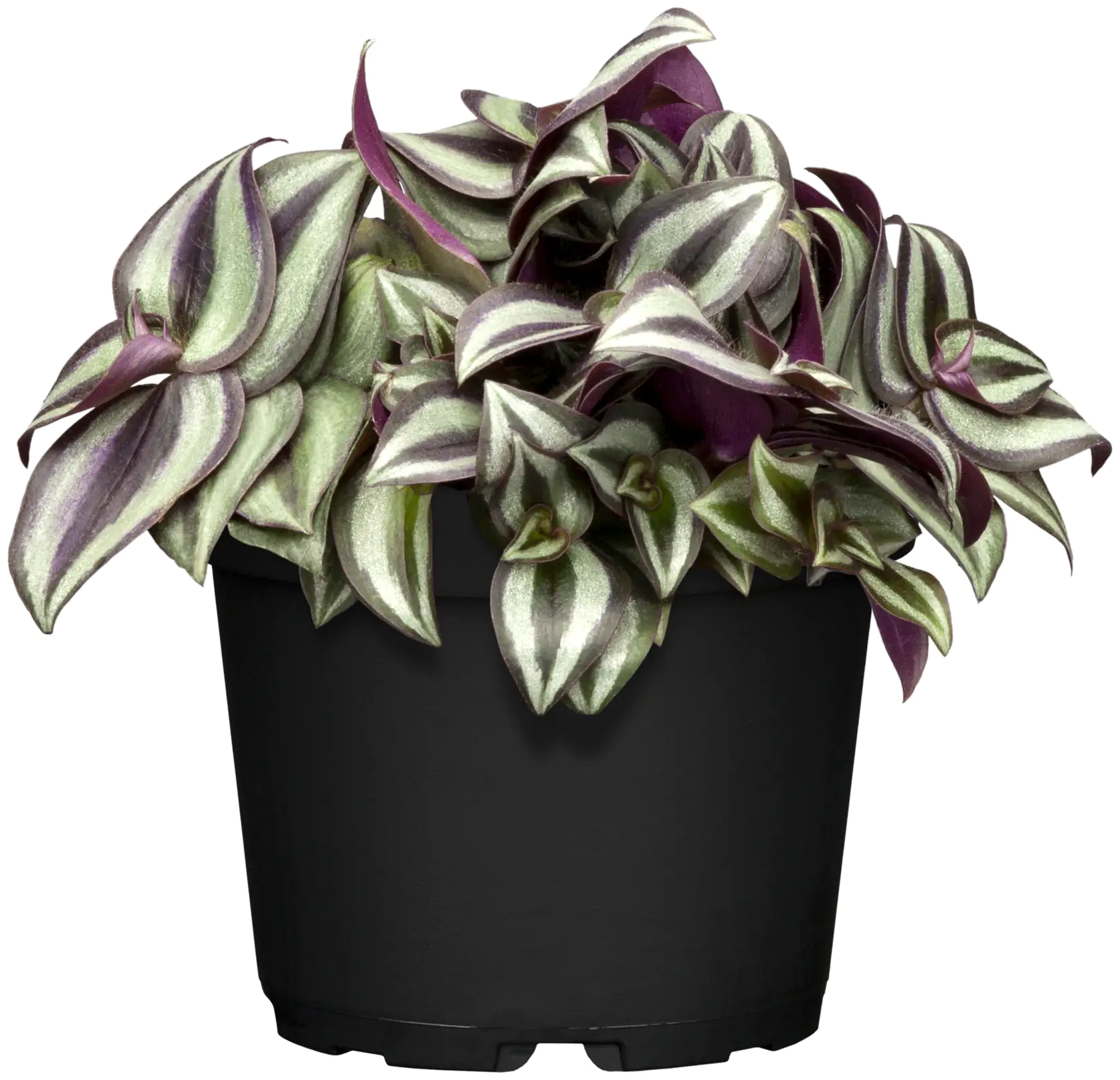 Zebrakraut Tradescantia Nanouk H ca. 20 cm 12 cm Topf Zebrakraut Tradescantia Nanouk H ca. 20 cm 12 cm Topf