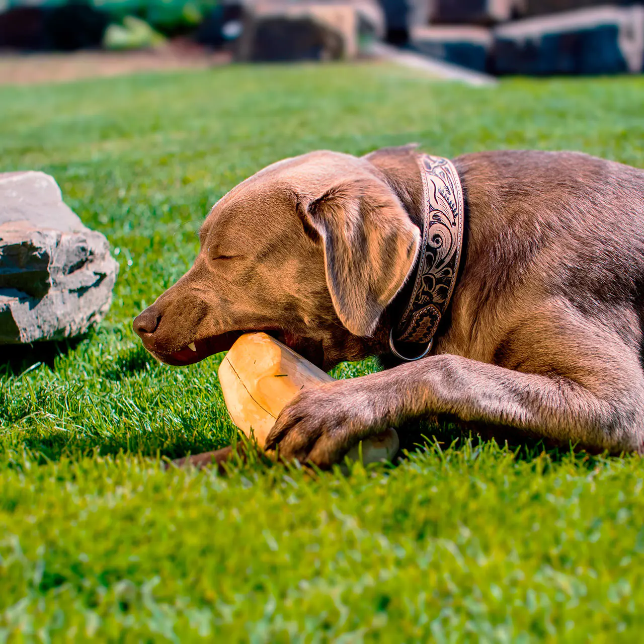 Larsson Farm Gorilla Kauholz Gr. L