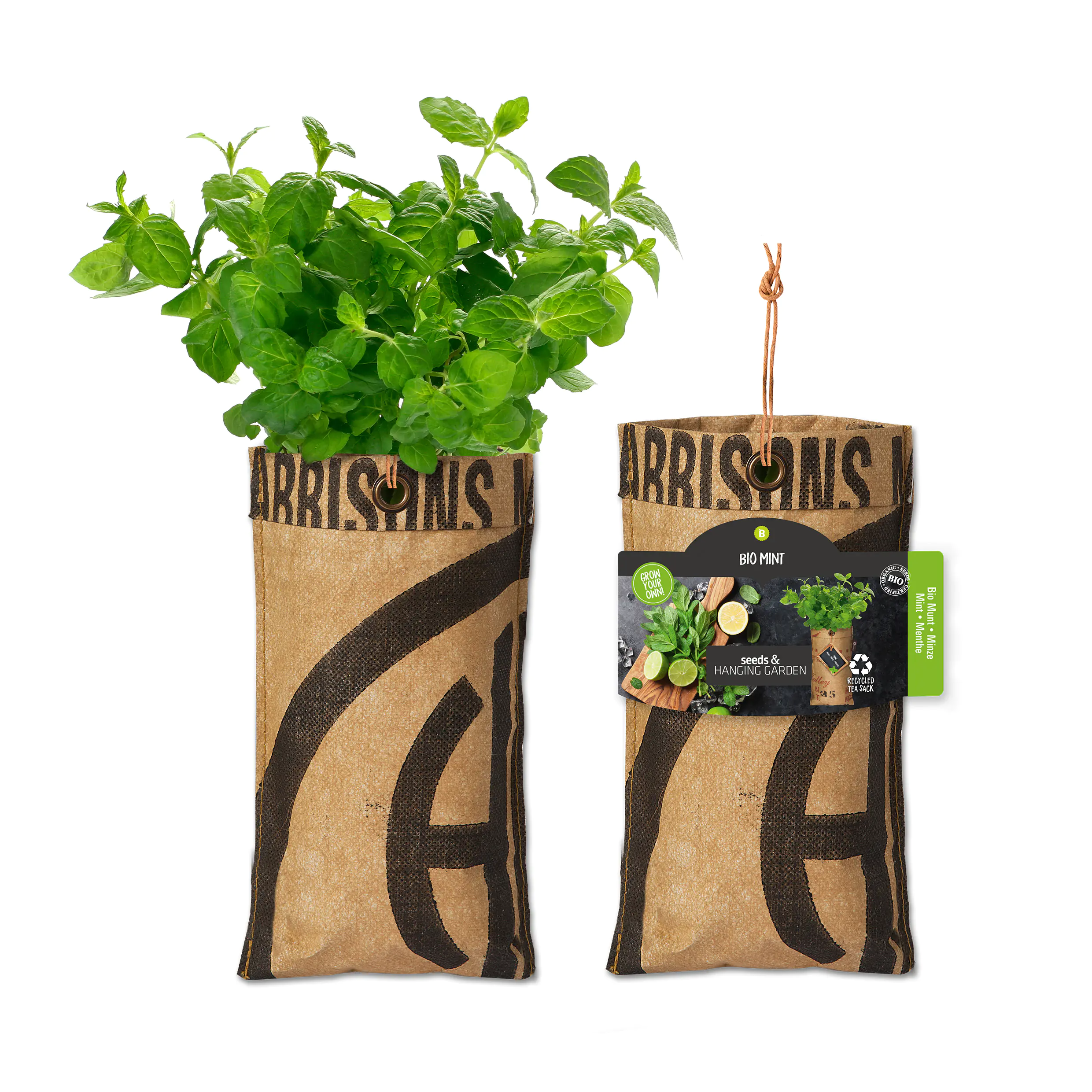 Baza Seeds hängender Garten Bio Minze  Baza Seeds hängender Garten Bio Minze