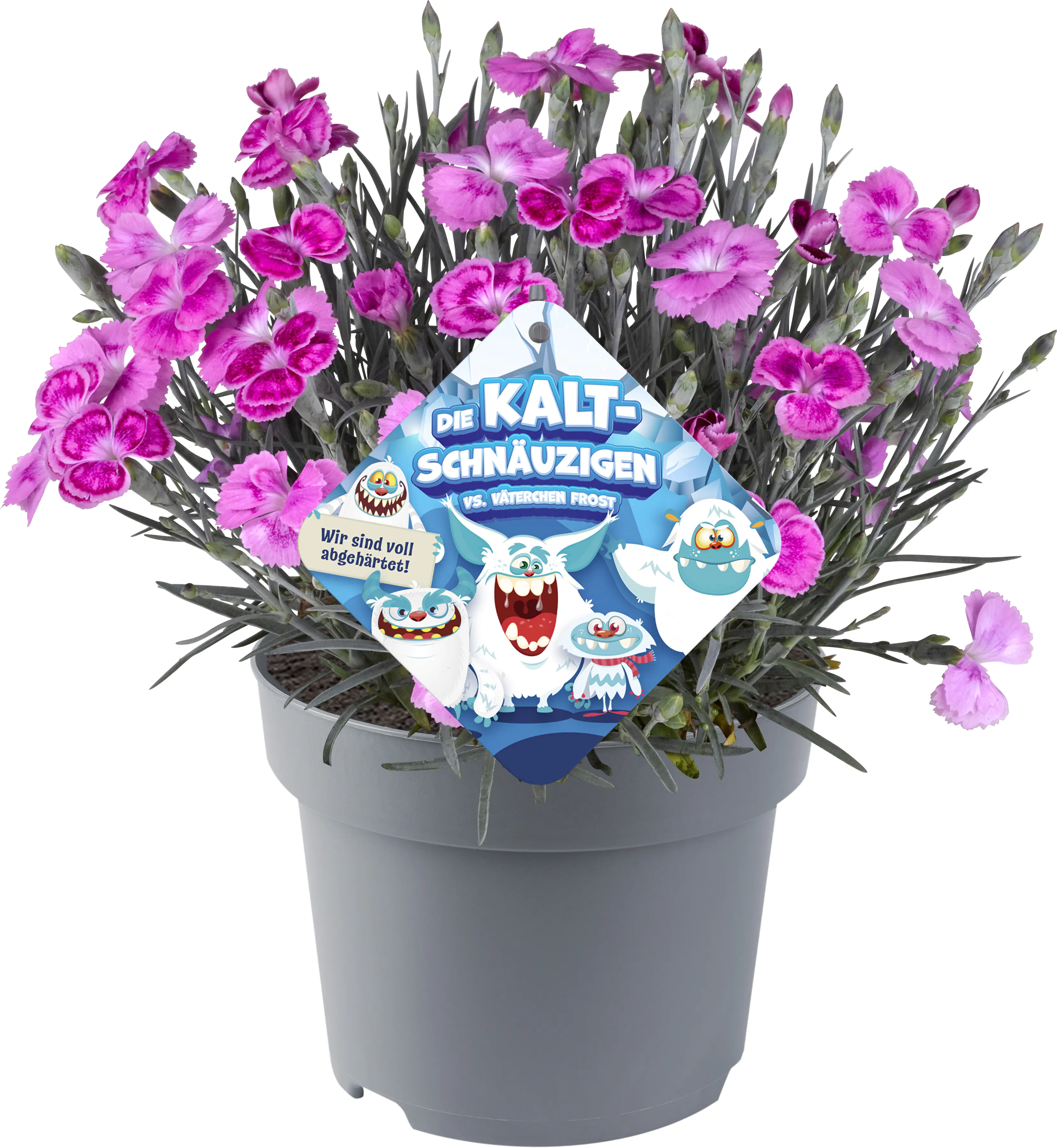 Staudenmix Die Kaltschnäuzigen 12 cm Topf Staudenmix Die Kaltschnäuzigen 12 cm Topf