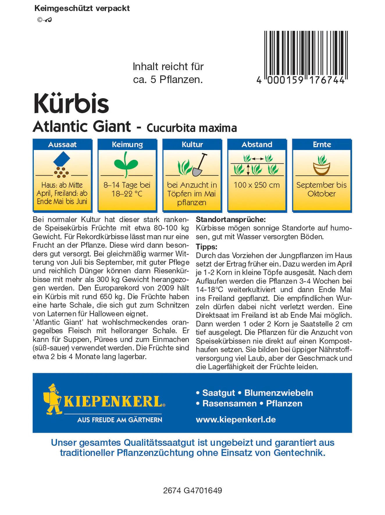 Kiepenkerl Kürbis Atlantic Giant