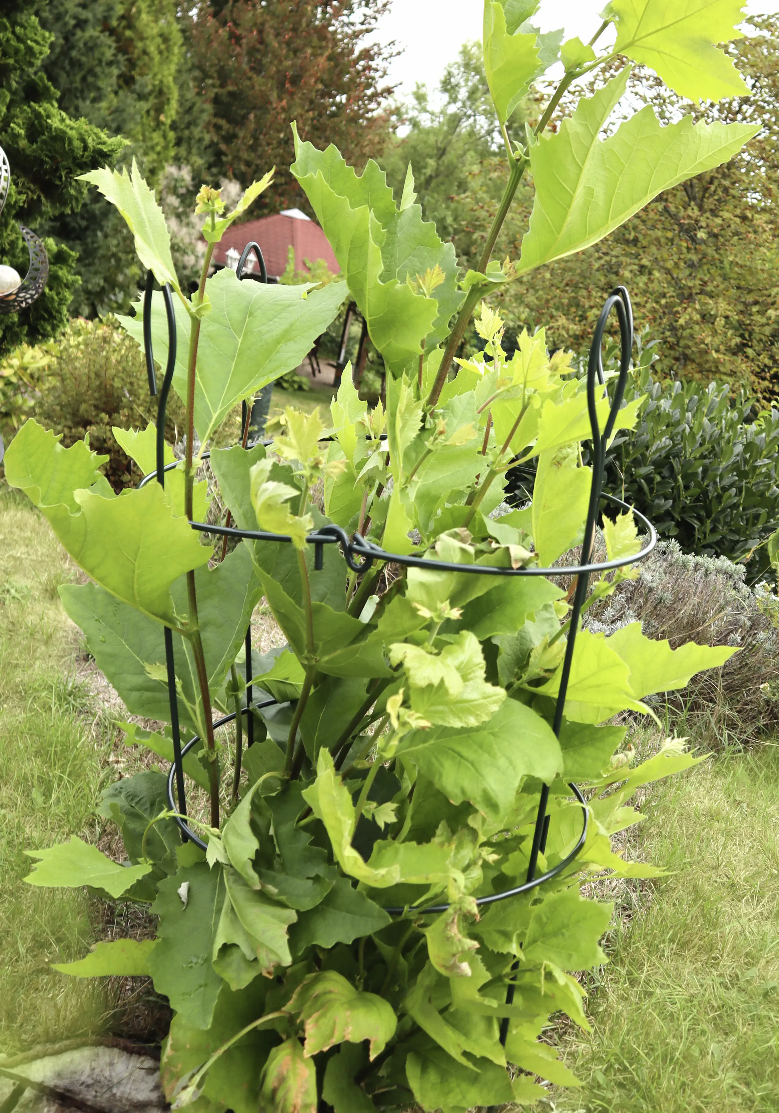 Floraworld Pflanzen Rankhilfe Stahl 90 x 39 cm 2-teilig