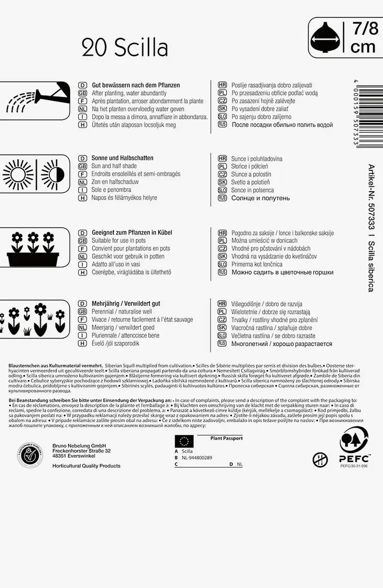 Siberisches Blausternchen Scilla siberica