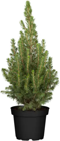 Zuckerhutfichte 40 cm hoch 3 l Container