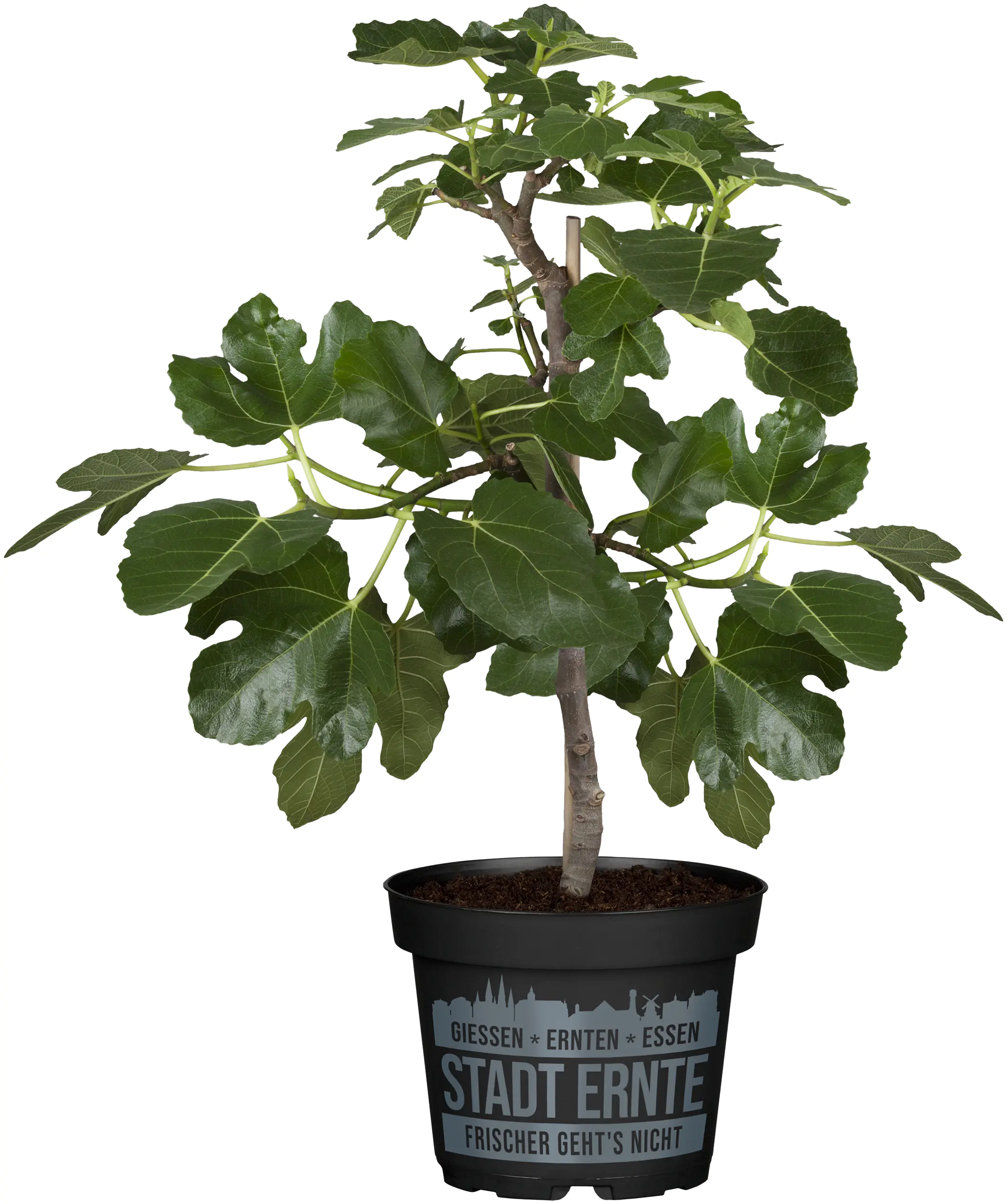 Ficus carica Little Miss Figgy Feige Bio H 30 cm 17 cm Topf Ficus carica Little Miss Figgy Feige Bio H 30 cm 17 cm Topf
