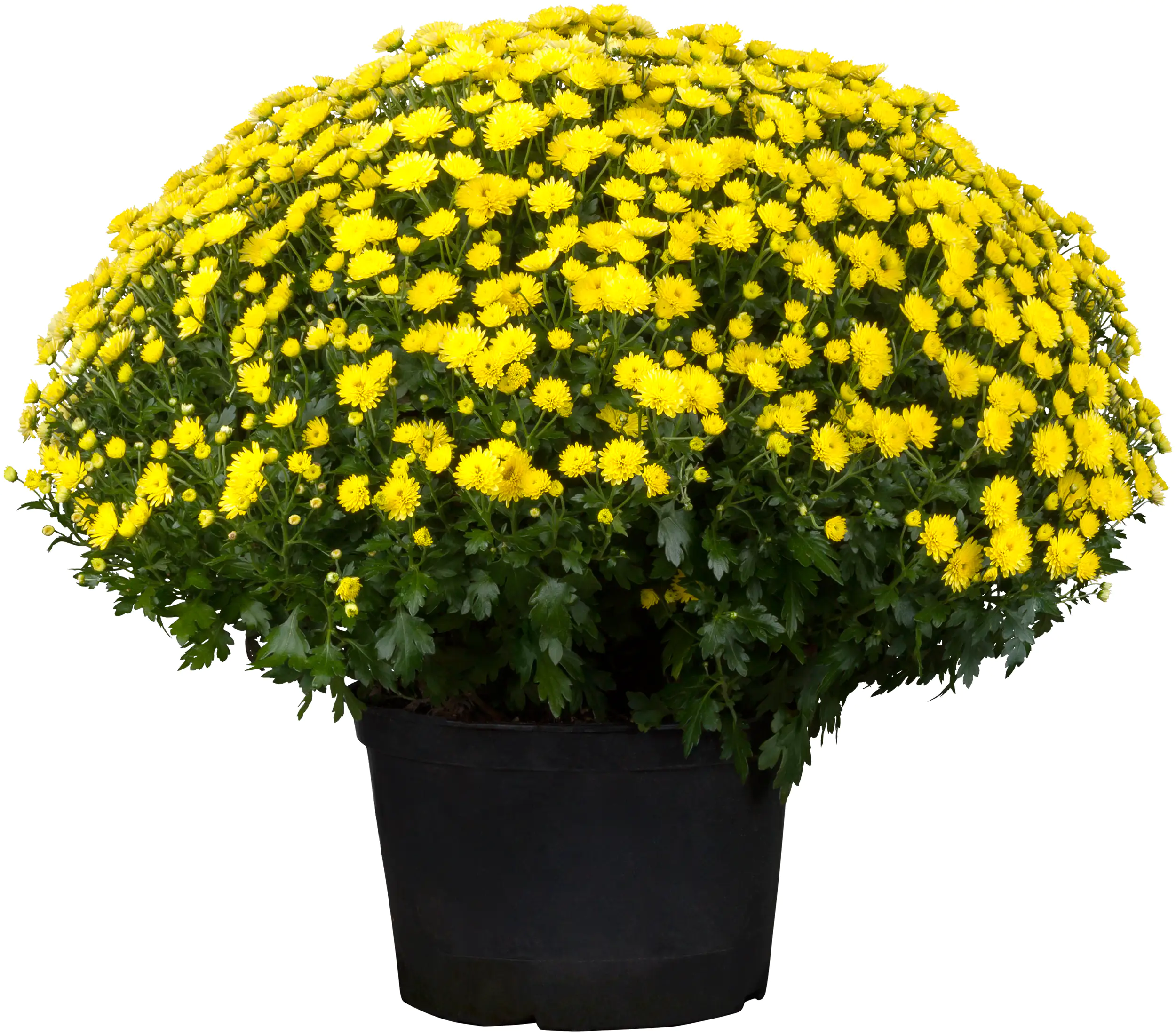 Chrysanthemen Busch 19 cm Topf