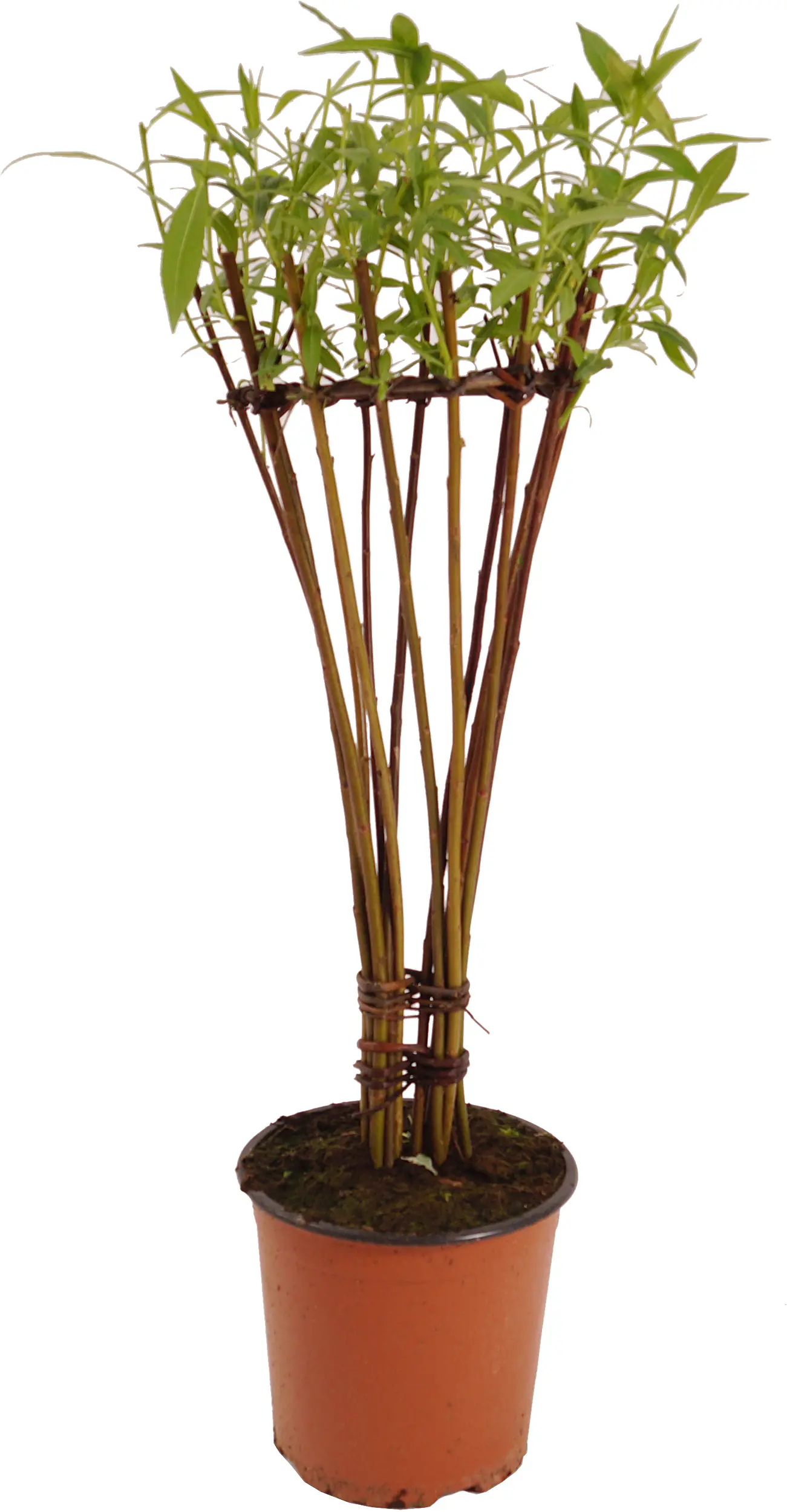 Salix Americana Flechtweide 18 cm Topf verschiedene Formen