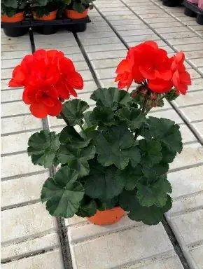 Geranien Pelargonium rot 12 cm Topf