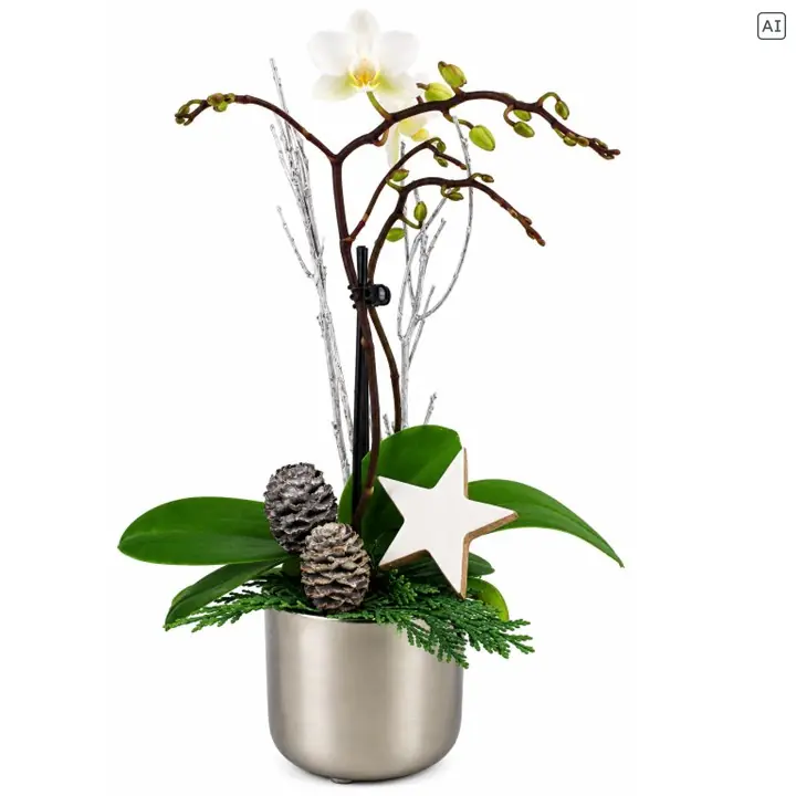Weihnachtliches Arrangement Minitopf Orchidee bepflanzt
