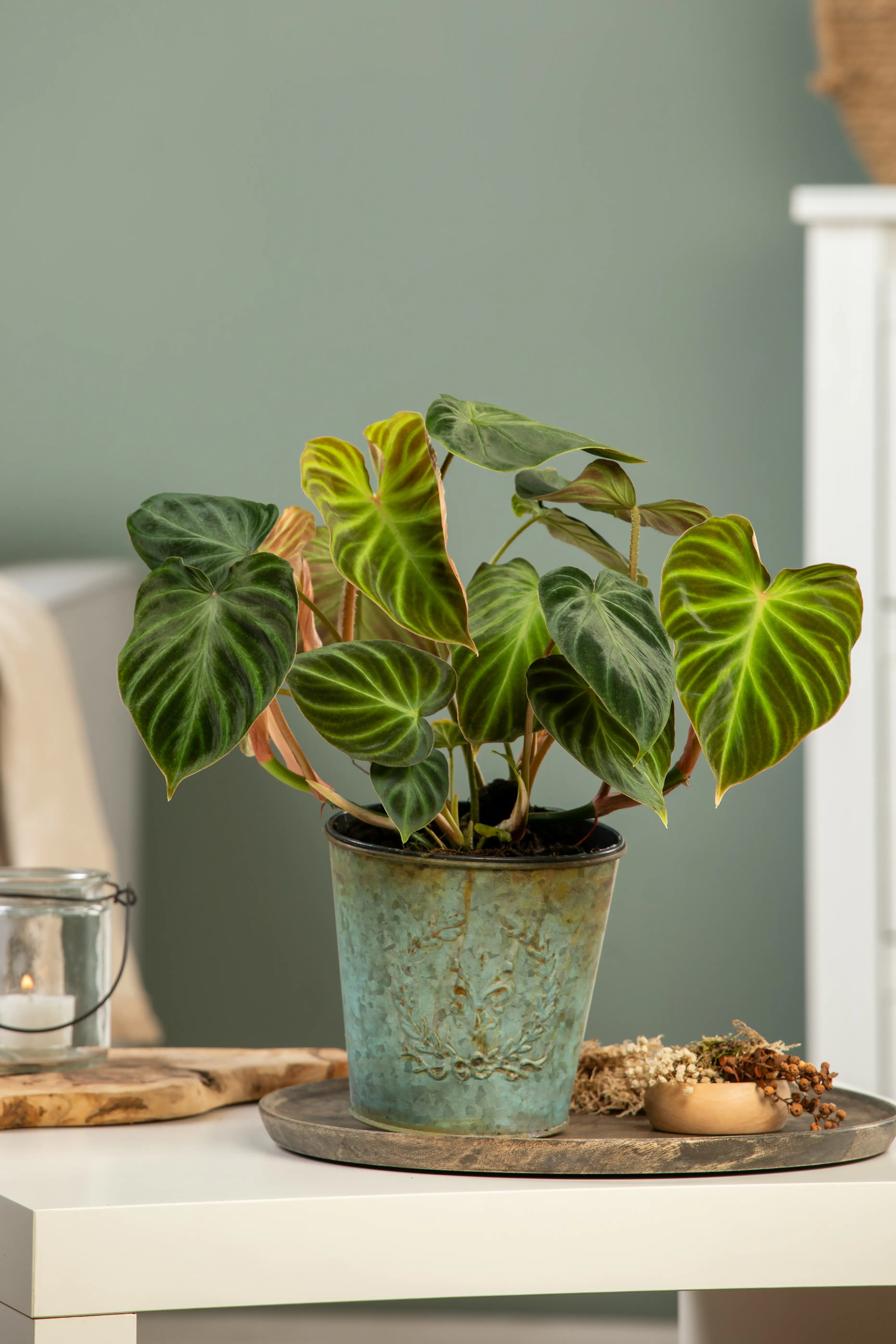 Baumfreund Verrucosum Incensi H ca. 25 cm 15 cm Topf