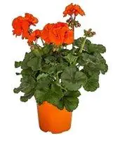 Geranien Pelargonium orange 12 cm Topf kaufen Globus Baumarkt