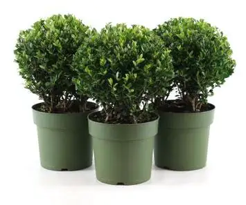 Japanische Stechpalme Kugel, Bergilex Ilex crenata Jenny 17 cm Topf Japanische Stechpalme Kugel, Bergilex Ilex crenata Jenny 17 cm Topf