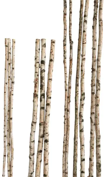 4260546685024 Birkenstamm 90 cm ø 4-6 cm